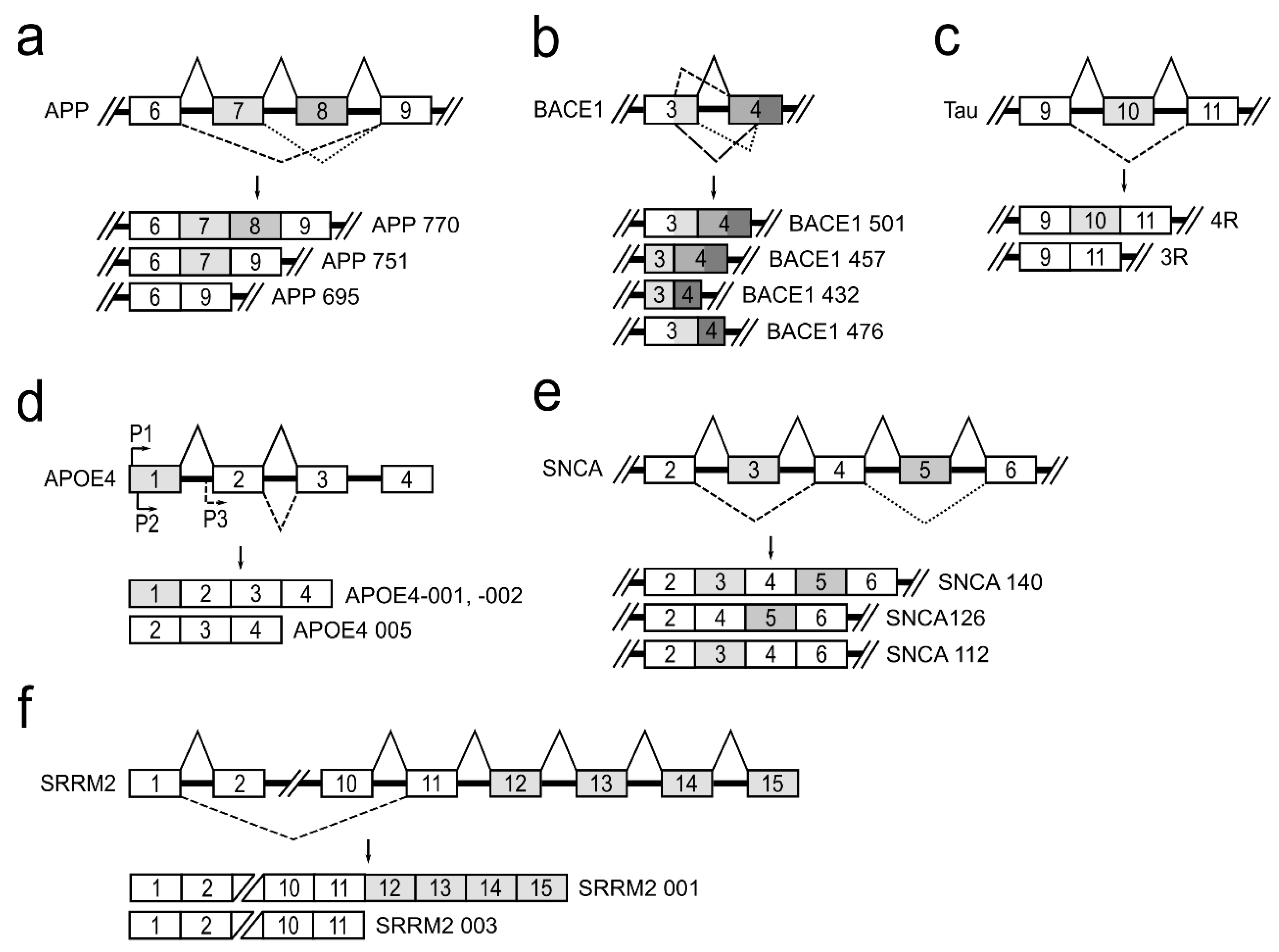 Genes 12 01272 g003