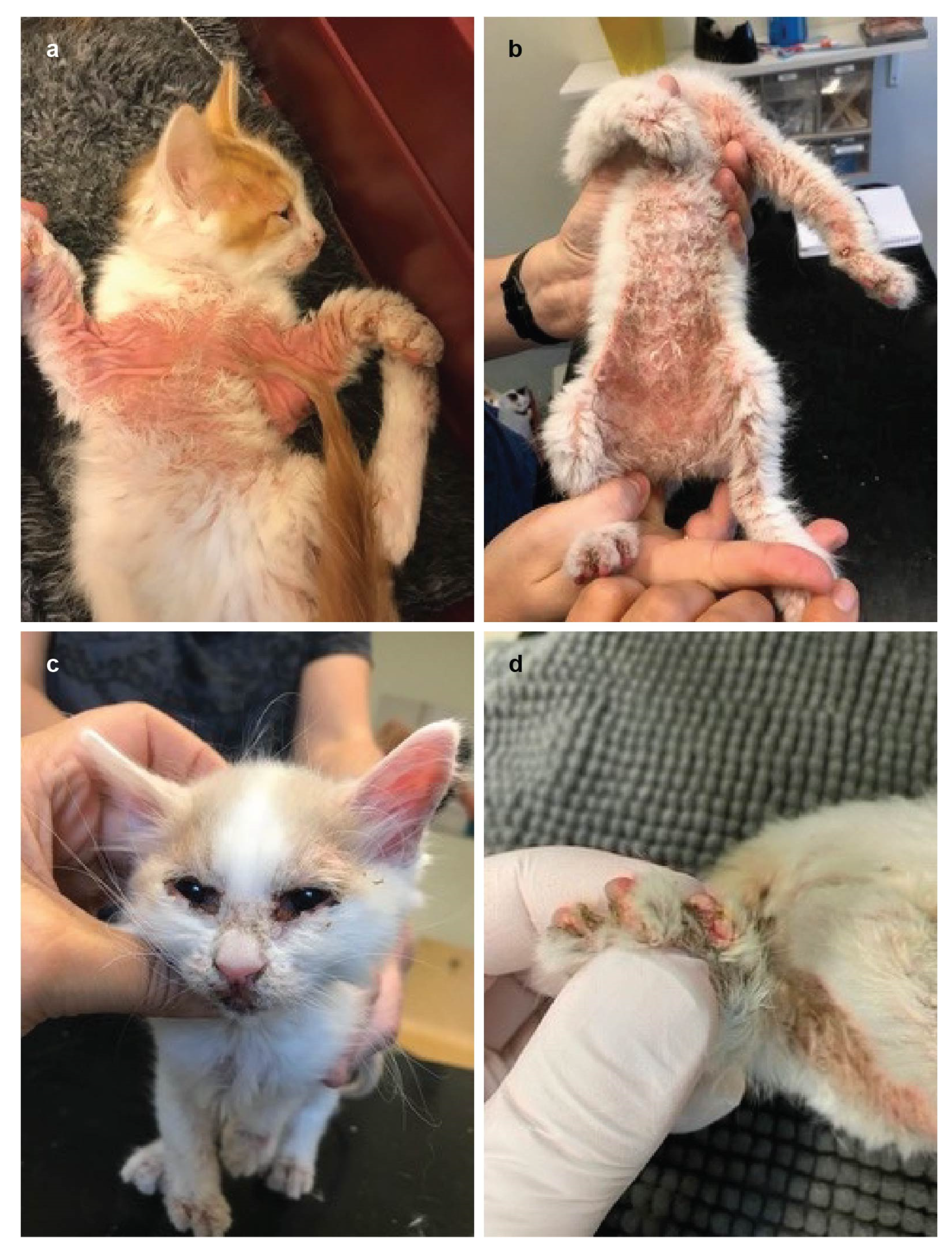 Genes 12 01309 g002 Genes 12 01309 g002