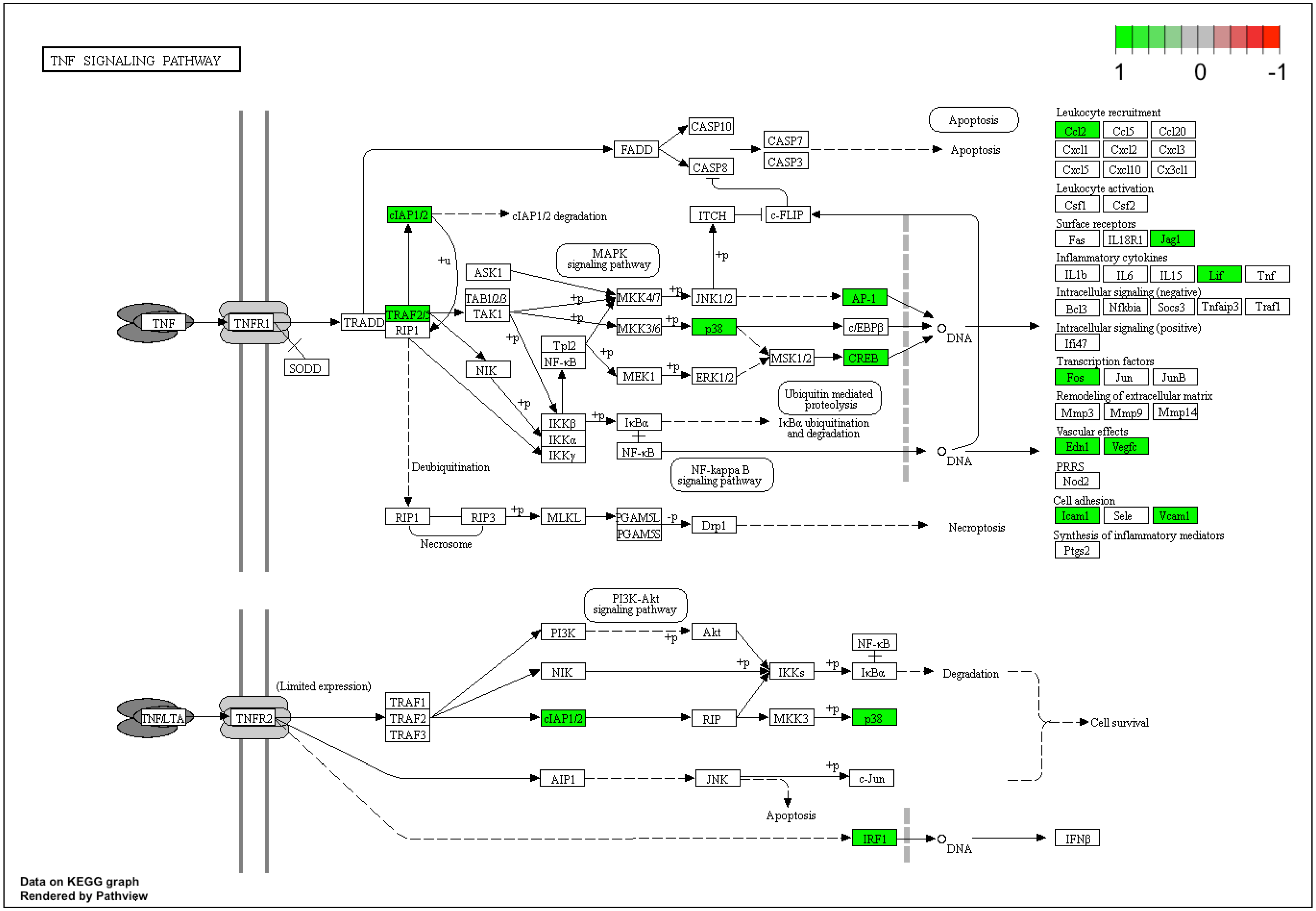 Genes 12 01369 g009 Genes 12 01369 g009
