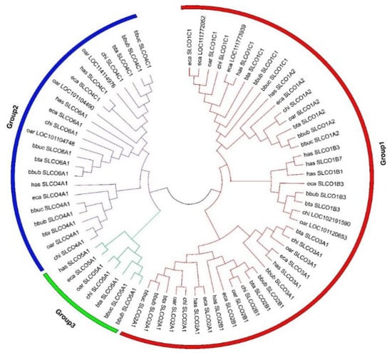 Genes | Free Full-Text | Evolutionary Analysis of OAT Gene Family in River  and Swamp Buffalo: Potential Role of SLCO3A1 Gene in Milk Performance