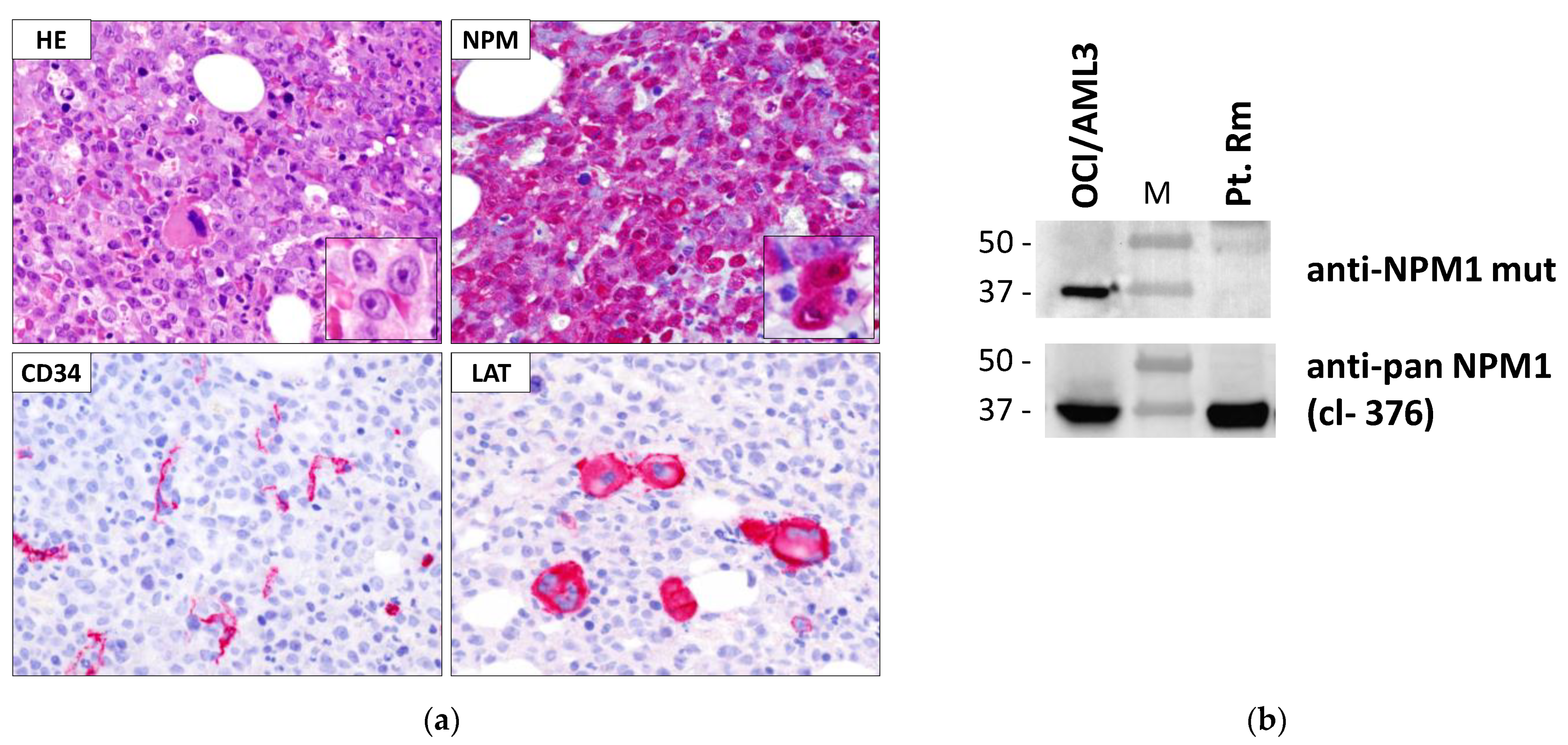 Genes 12 01426 g002 Genes 12 01426 g002