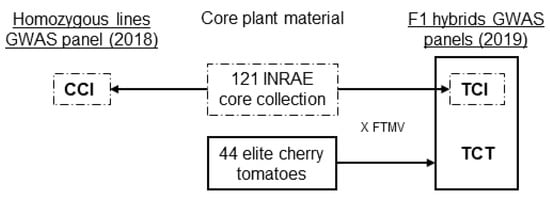 Genes | Free Full-Text | Breeding Tomato Hybrids For Flavour ...