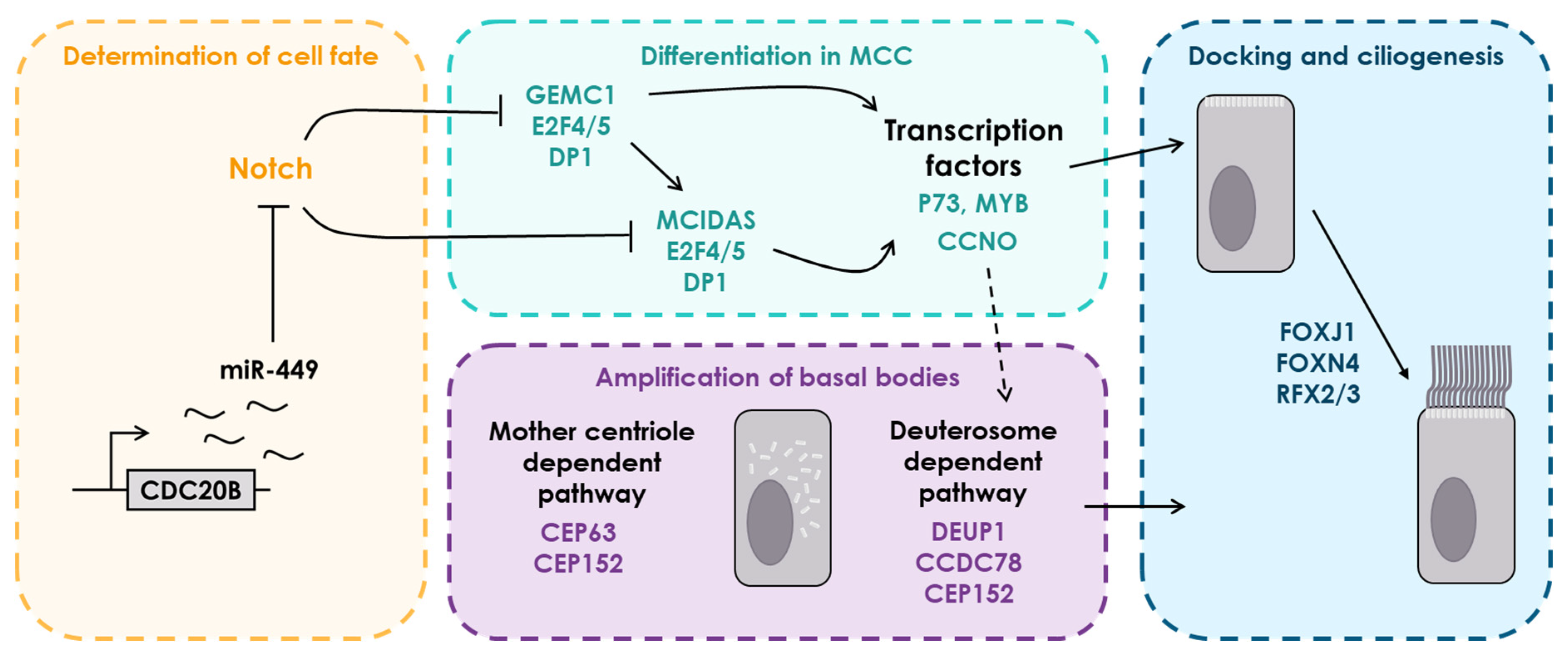 Genes 12 01452 g002 Genes 12 01452 g002