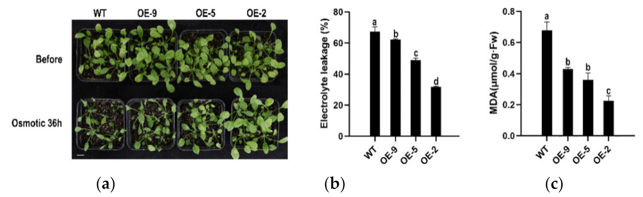 Genes 12 01456 g007