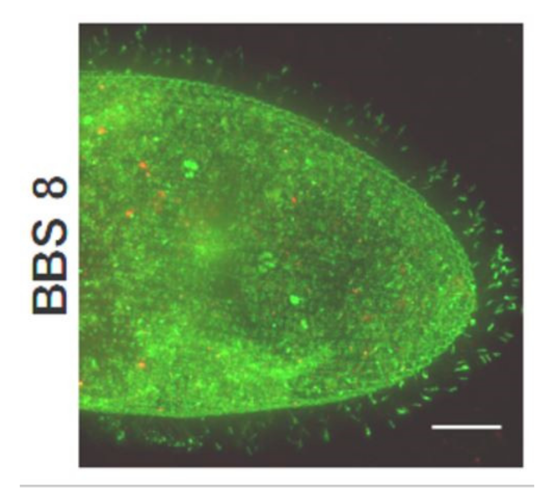 Genes 12 01493 g009b Genes 12 01493 g009b