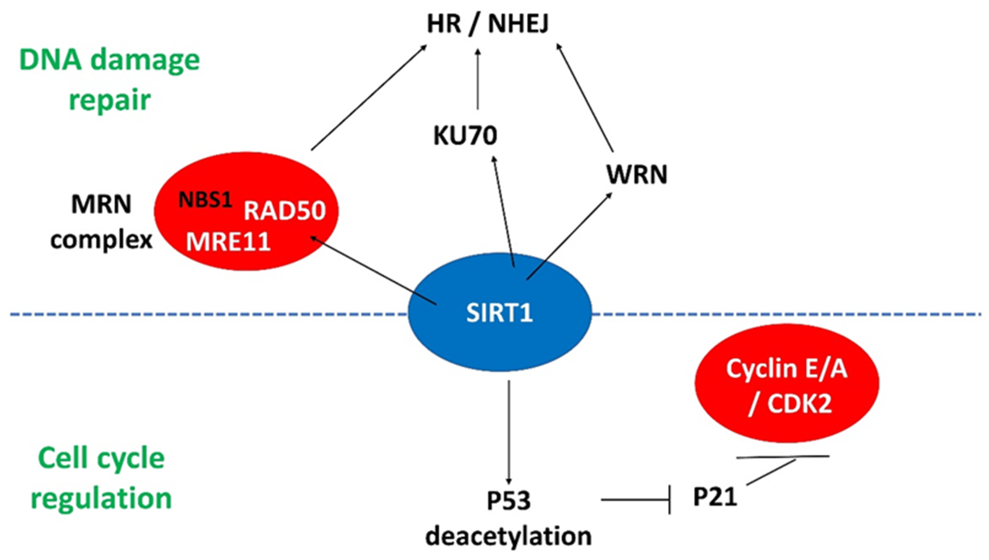 Genes 12 01548 g002