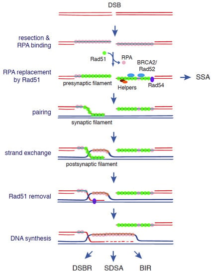 Genes | Free Full-Text | Non-Recombinogenic Functions of Rad51, BRCA2, and  Rad52 in DNA Damage Tolerance