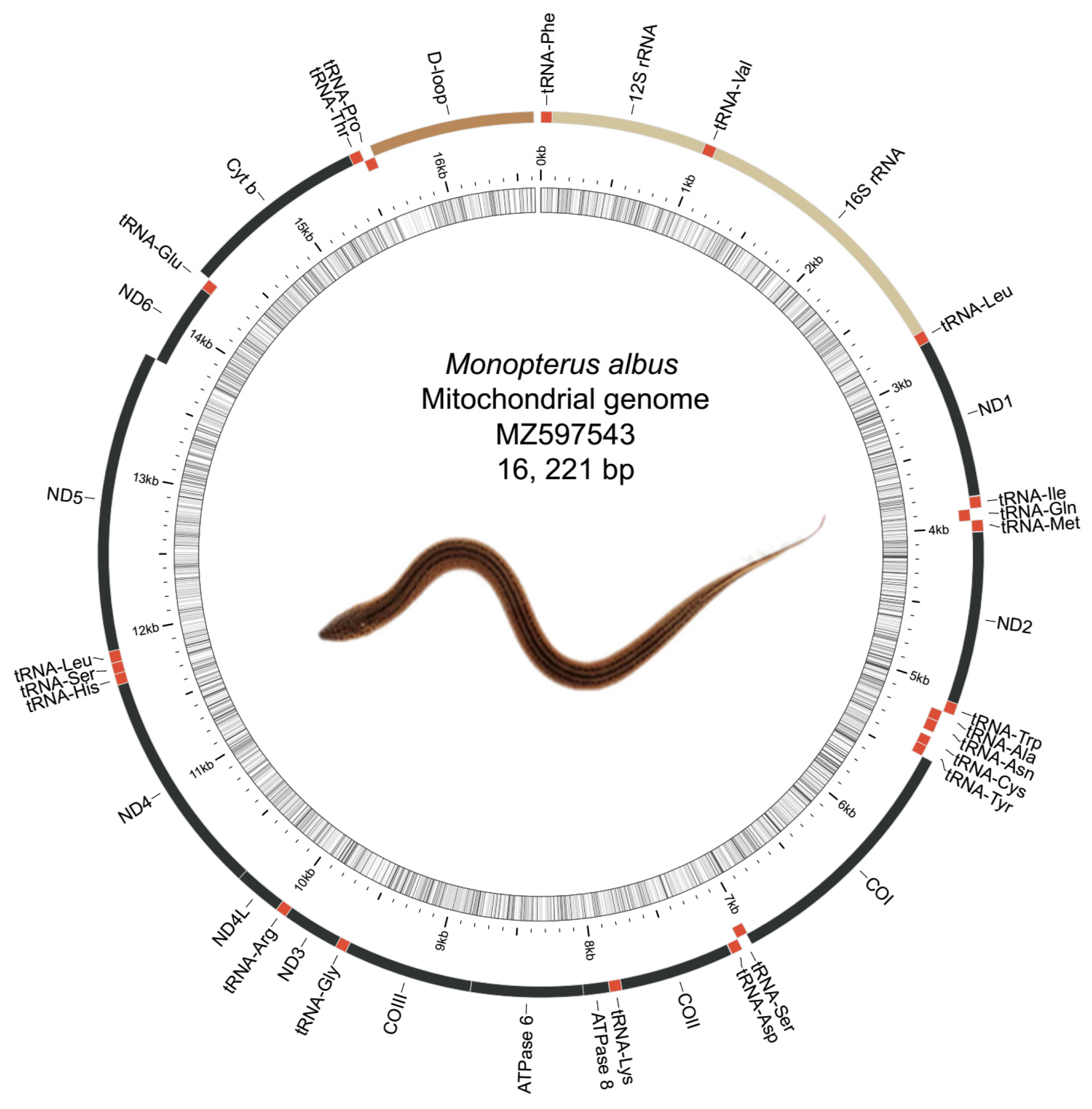 Genes 12 01567 g001