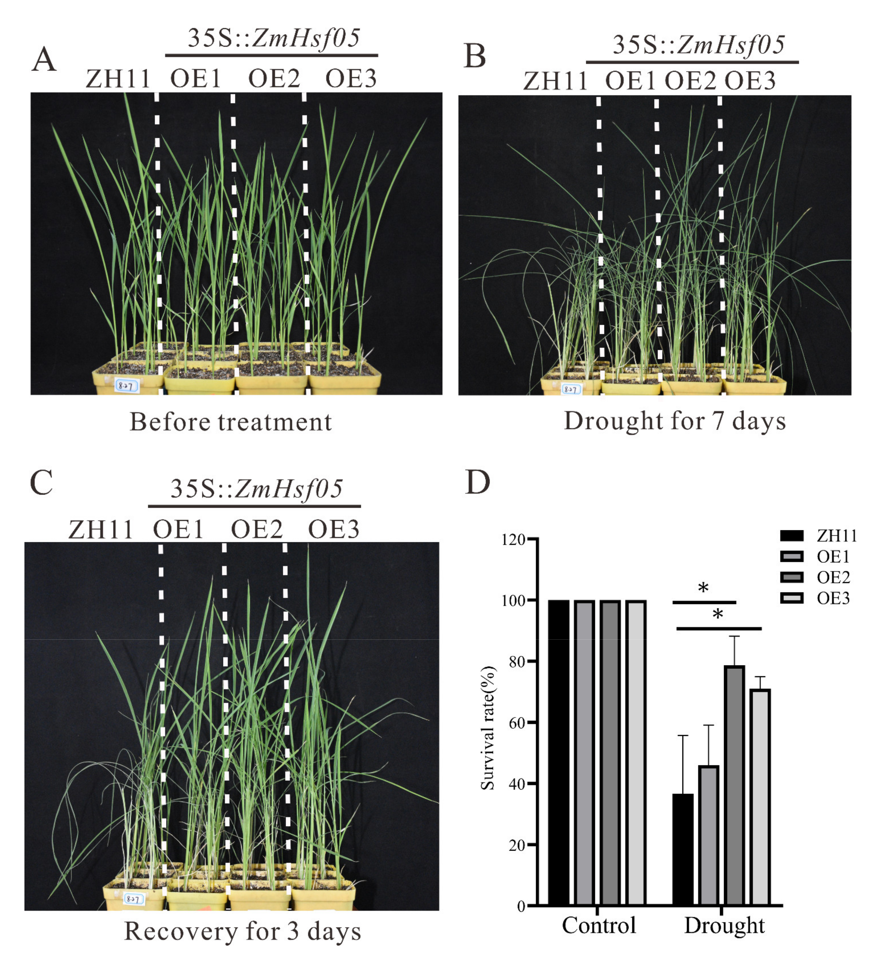 Genes 12 01568 g006