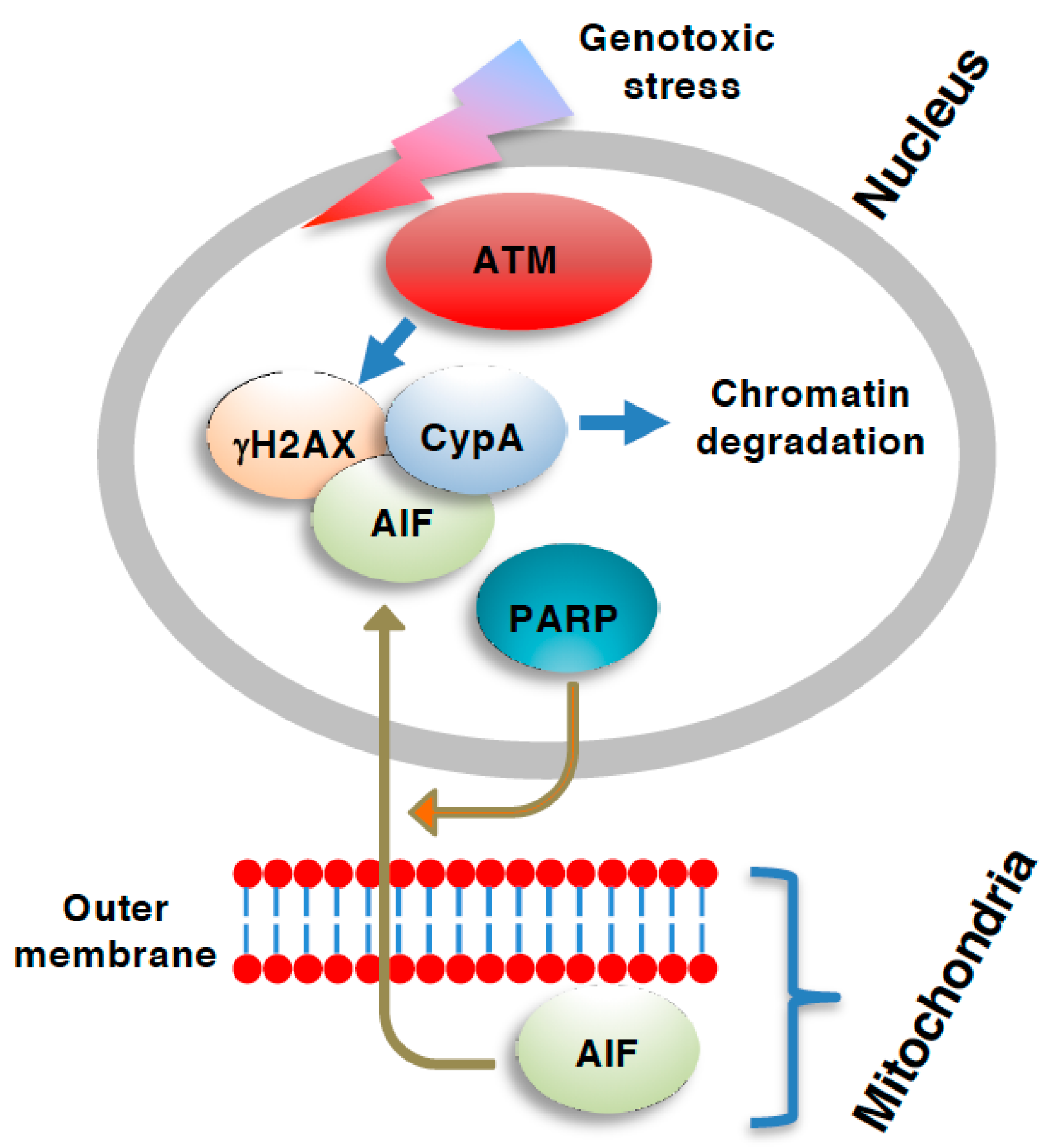 Genes 12 01581 g002