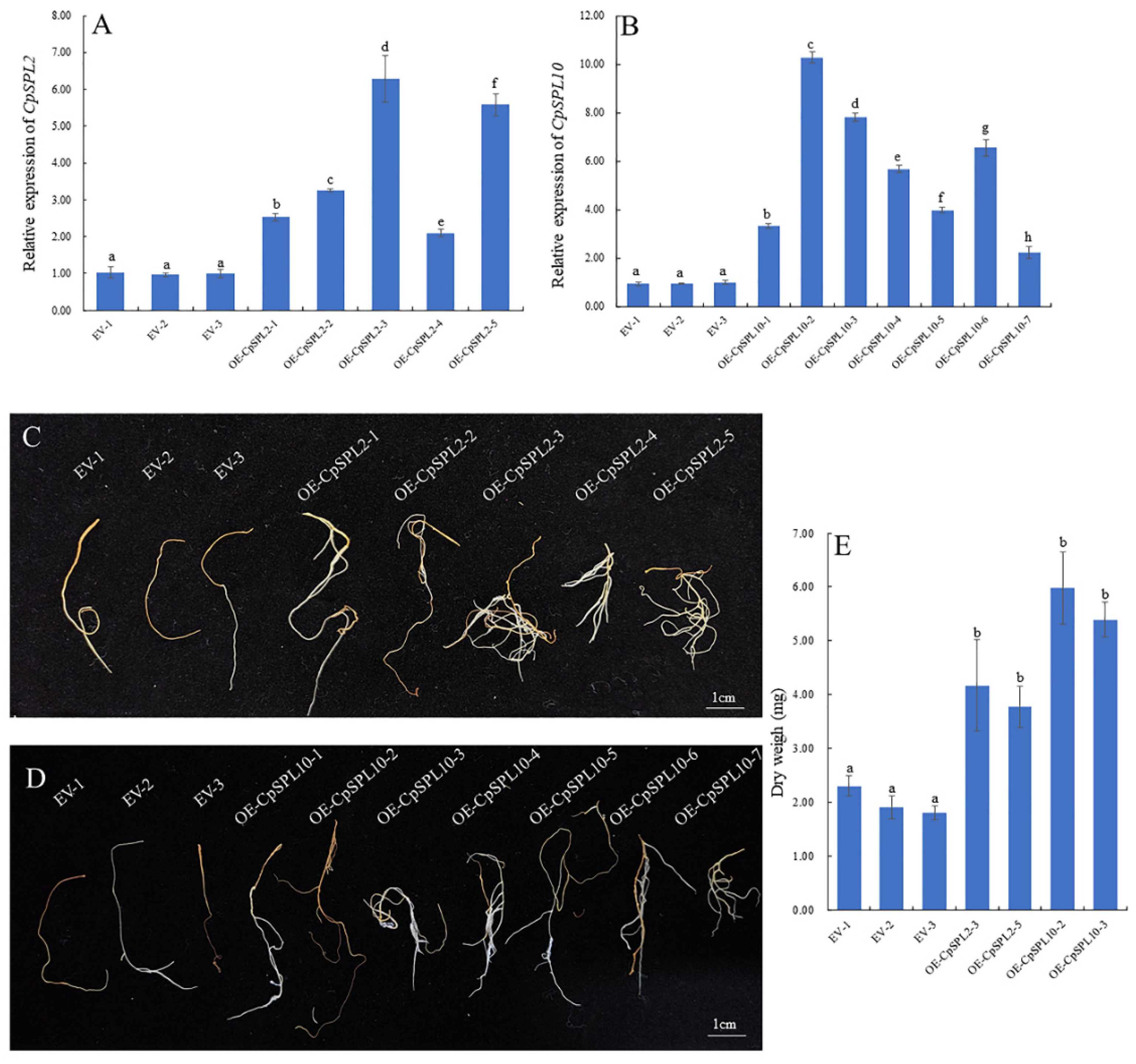 Genes 12 01588 g006