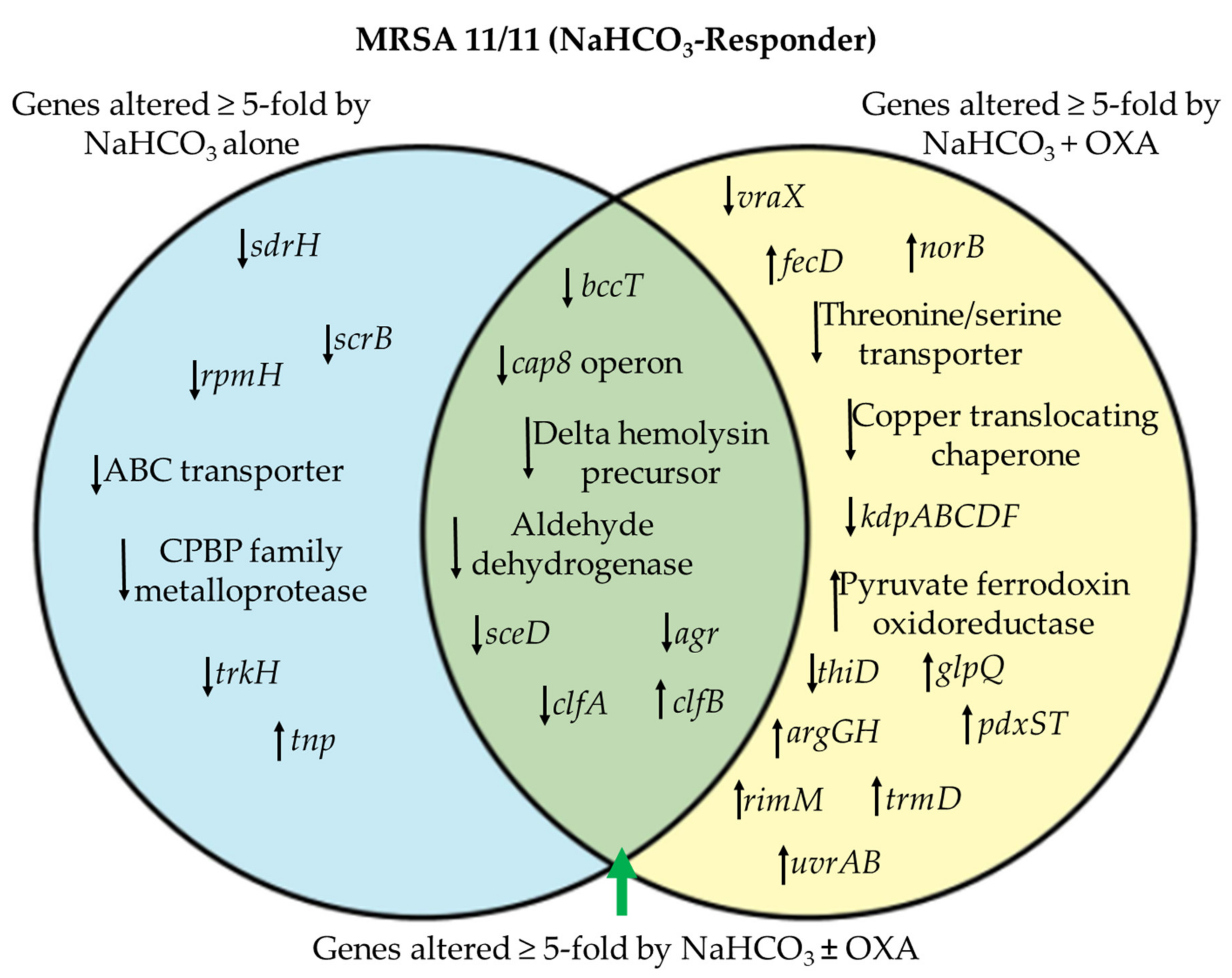 The molecular and genetic differences: Staphylococcus aureus vs MRSA -  BioLabTests