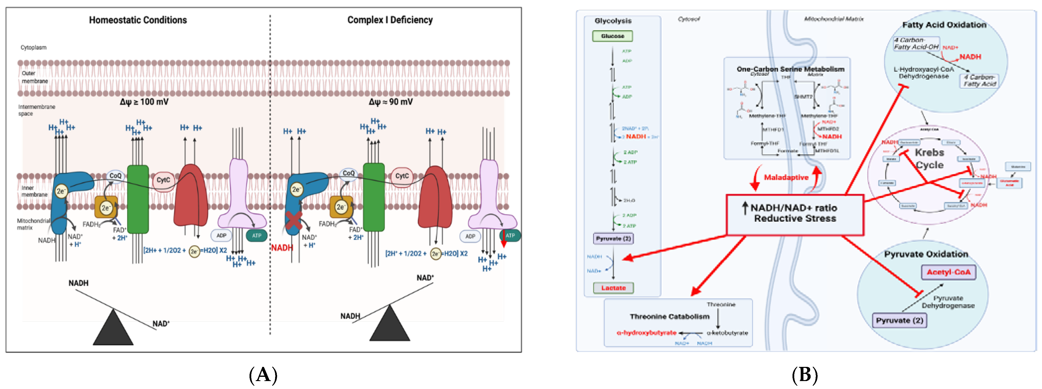 Genes 12 01668 g002