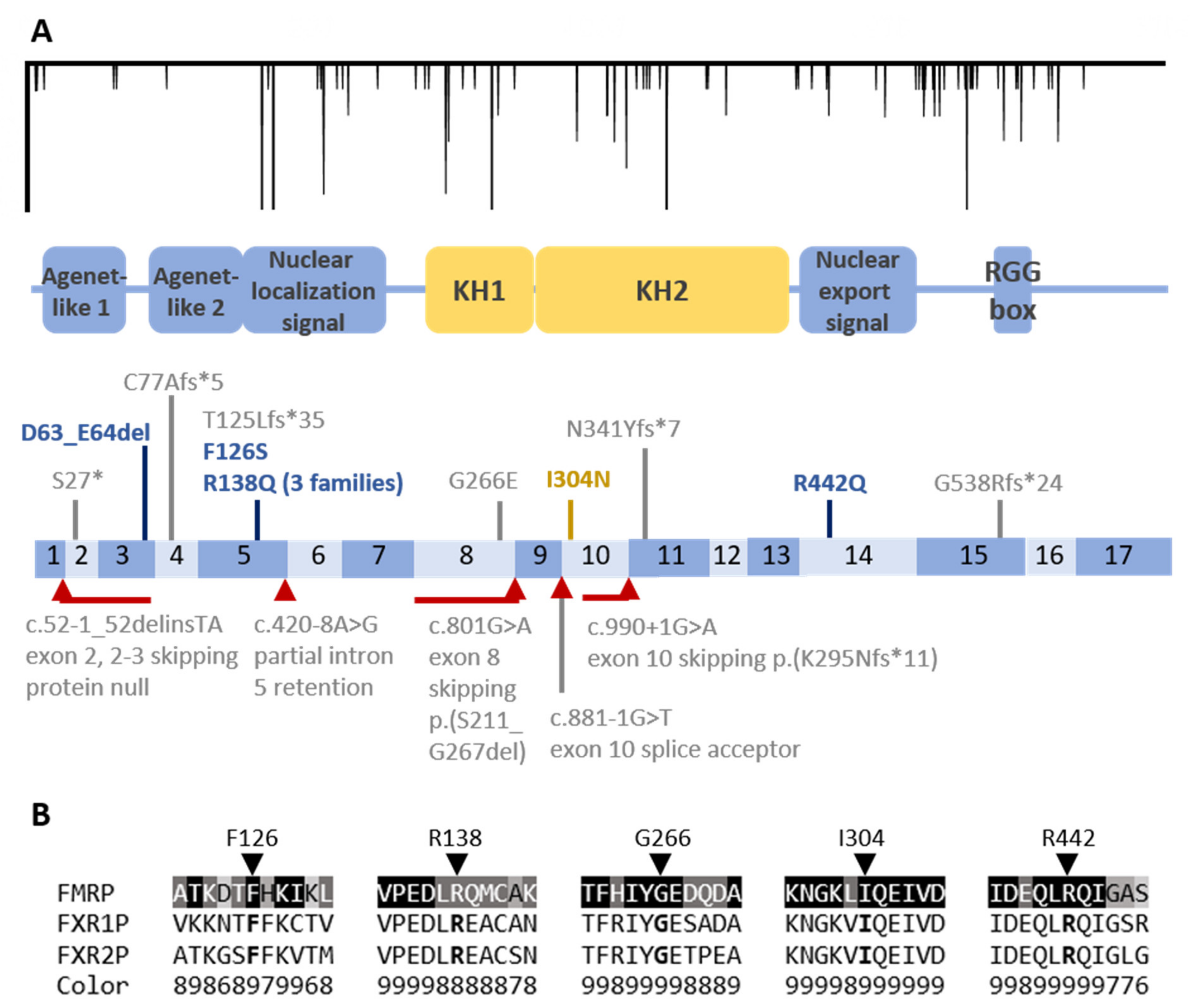 Genes | Free Full-Text | Beyond Trinucleotide Repeat Expansion in Fragile X  Syndrome: Rare Coding and Noncoding Variants in FMR1 and Associated  Phenotypes