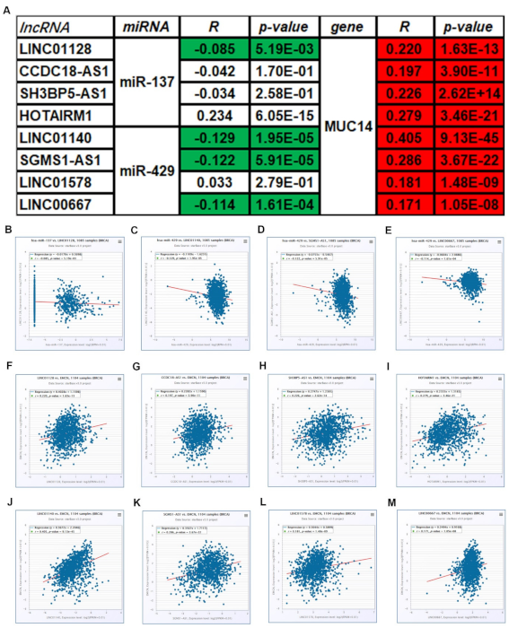 Genes | Free Full-Text | MUC14-Related ncRNA-mRNA Network in Breast Cancer
