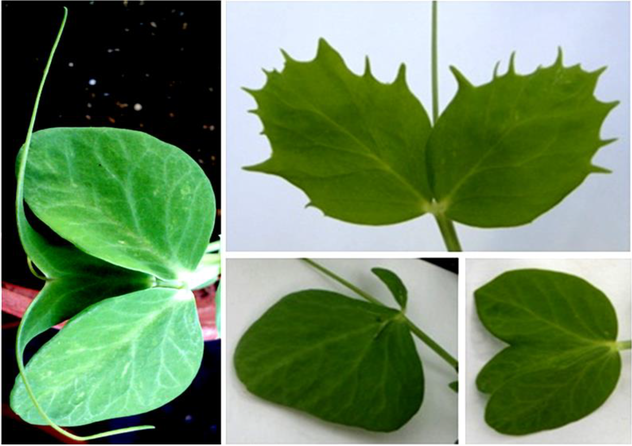 Genetics of 4-leaf clovers remain mysterious