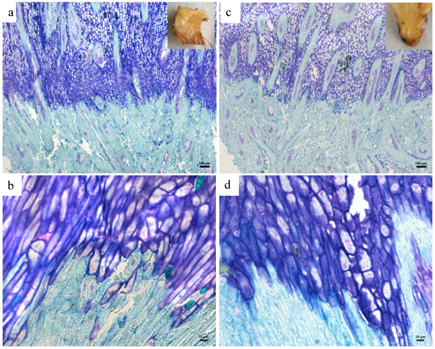 Genes 12 01724 g003