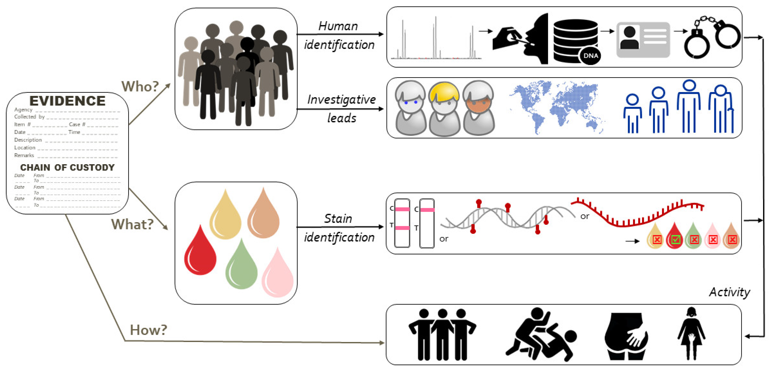 Genes | Free Full-Text | On the Identification of Body Fluids and Tissues:  A Crucial Link in the Investigation and Solution of Crime