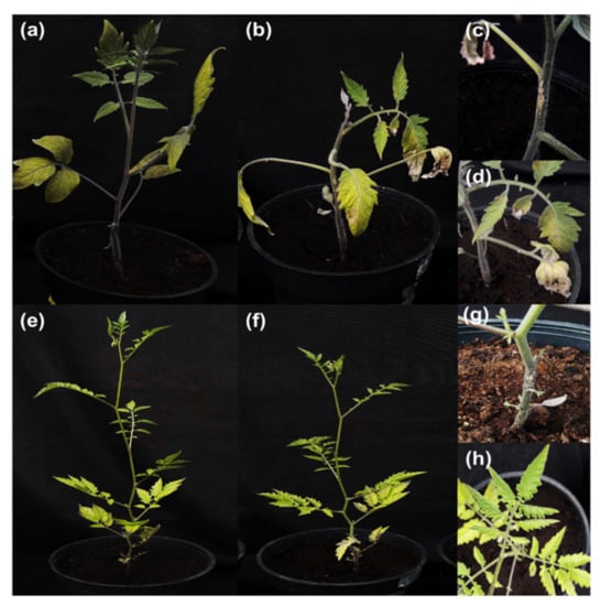 Genes | Free Full-Text | Comparative RNA-Seq Analysis Reveals ...