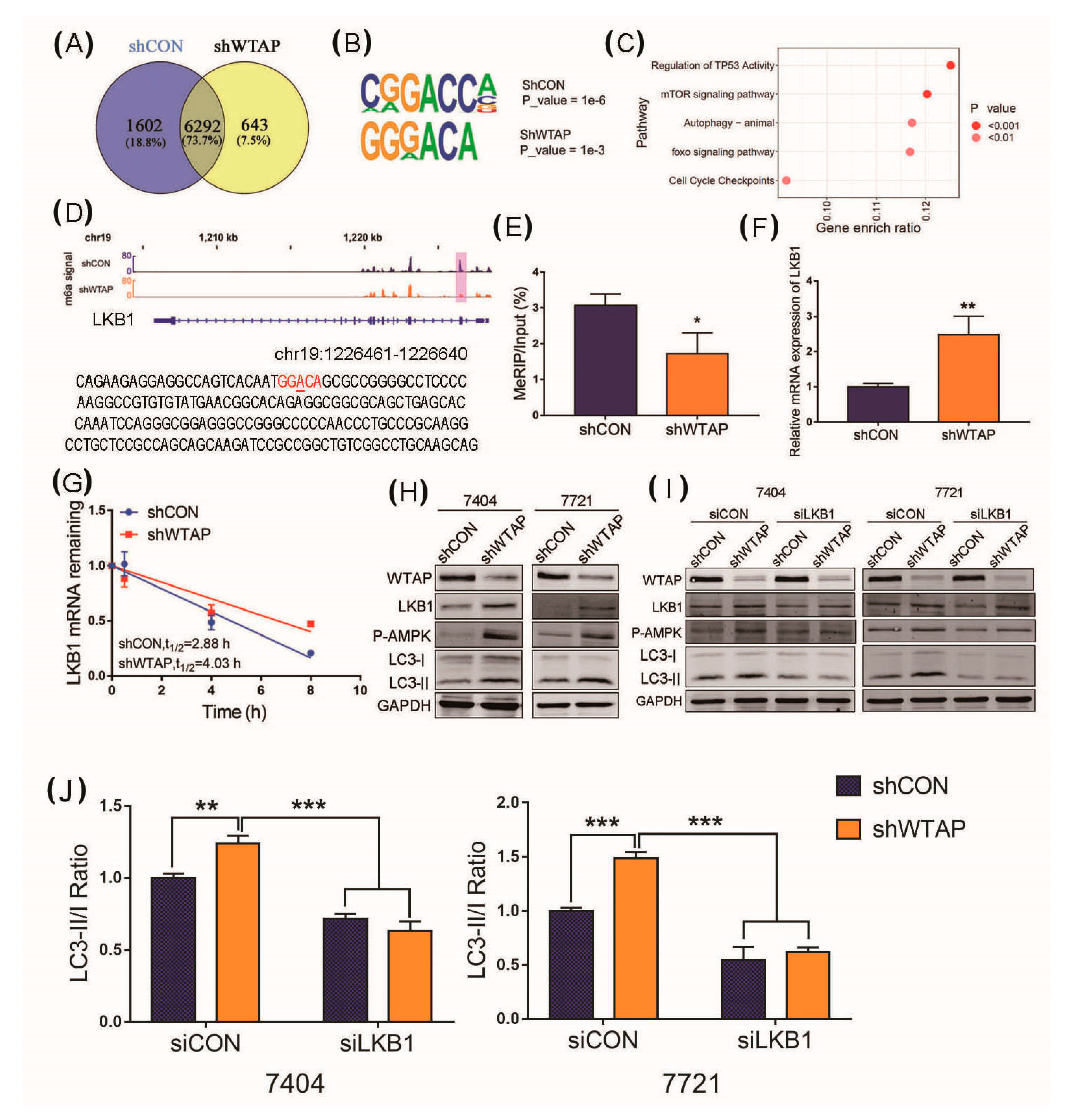 Genes 12 01747 g004 Genes 12 01747 g004