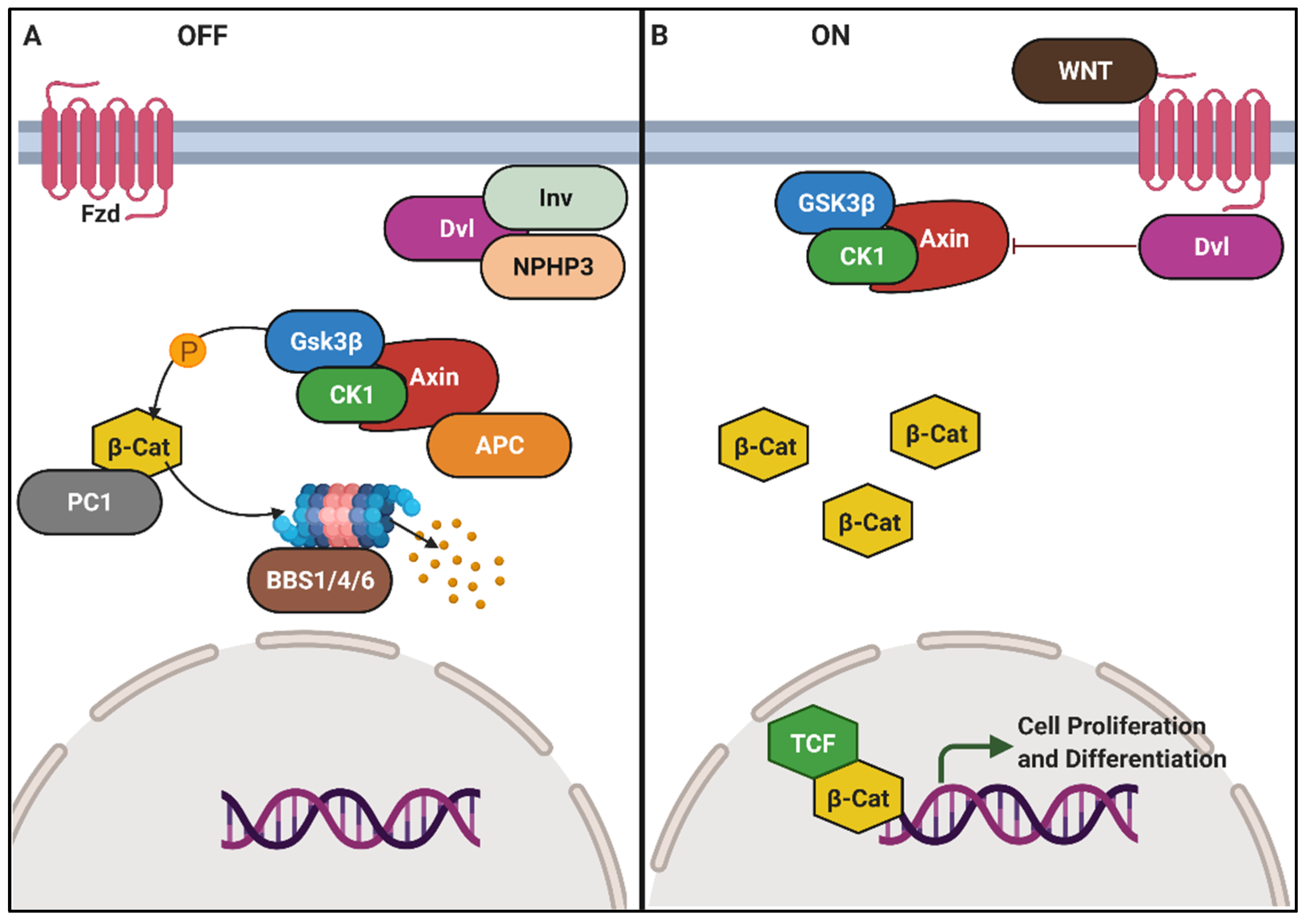 Genes 12 01762 g007 Genes 12 01762 g007