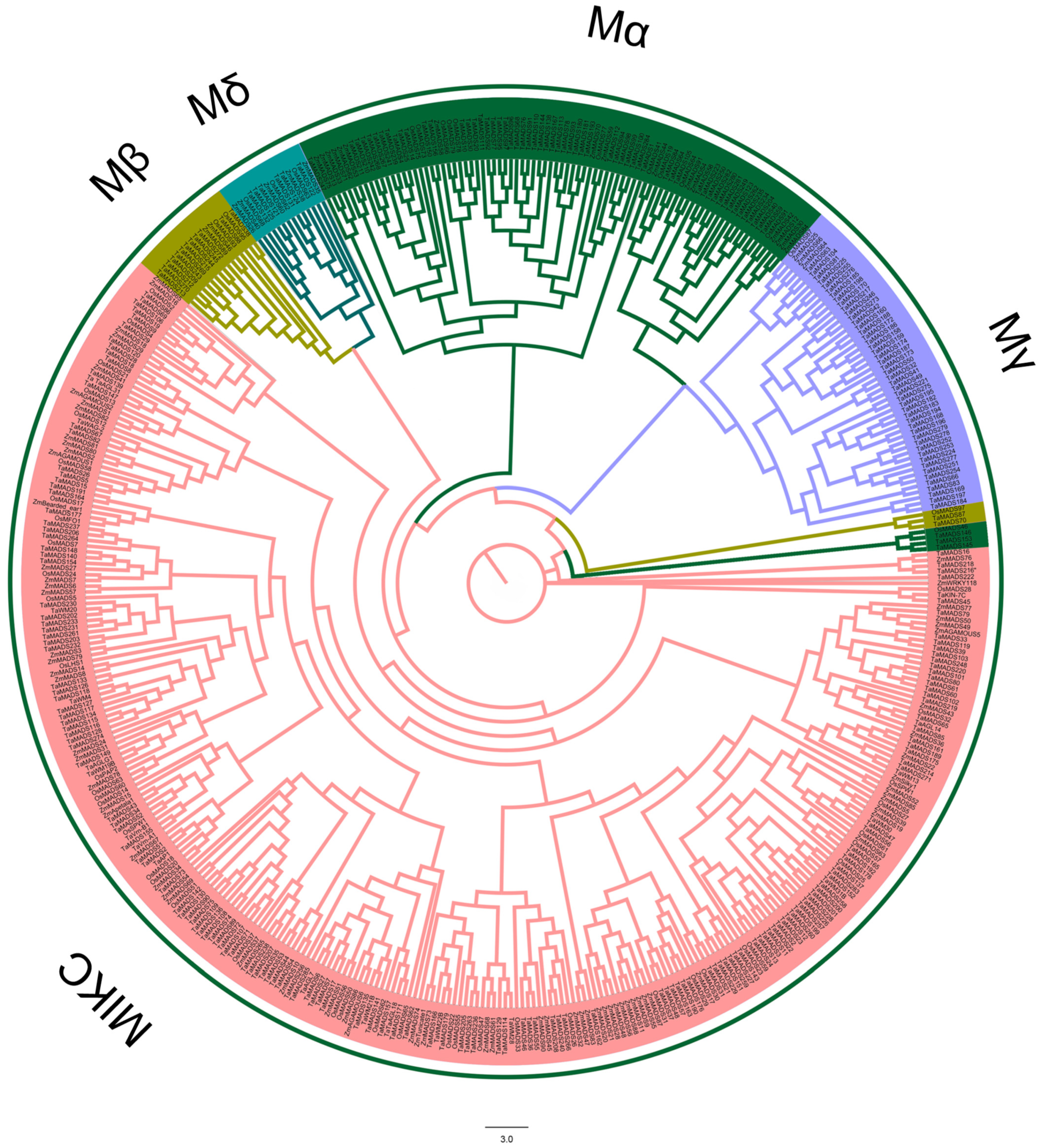 circular phylogenetic tree maker