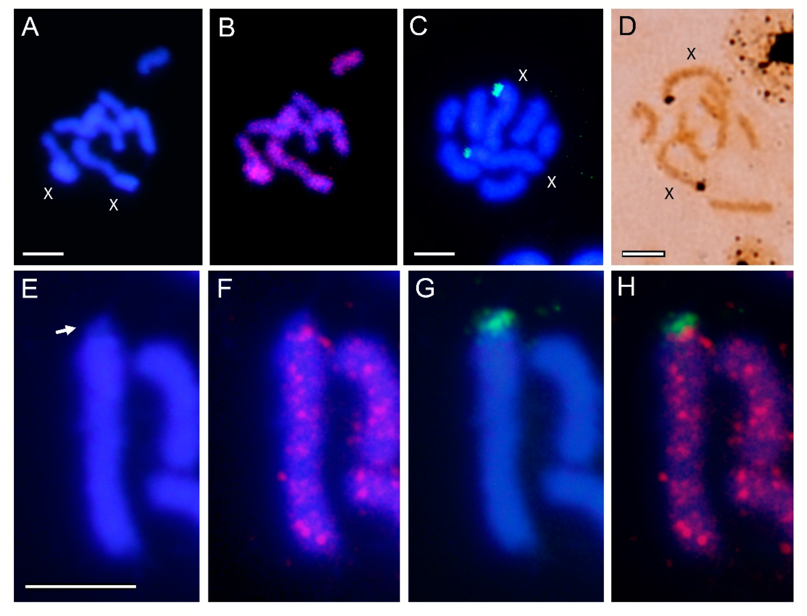Genes 12 01966 g003