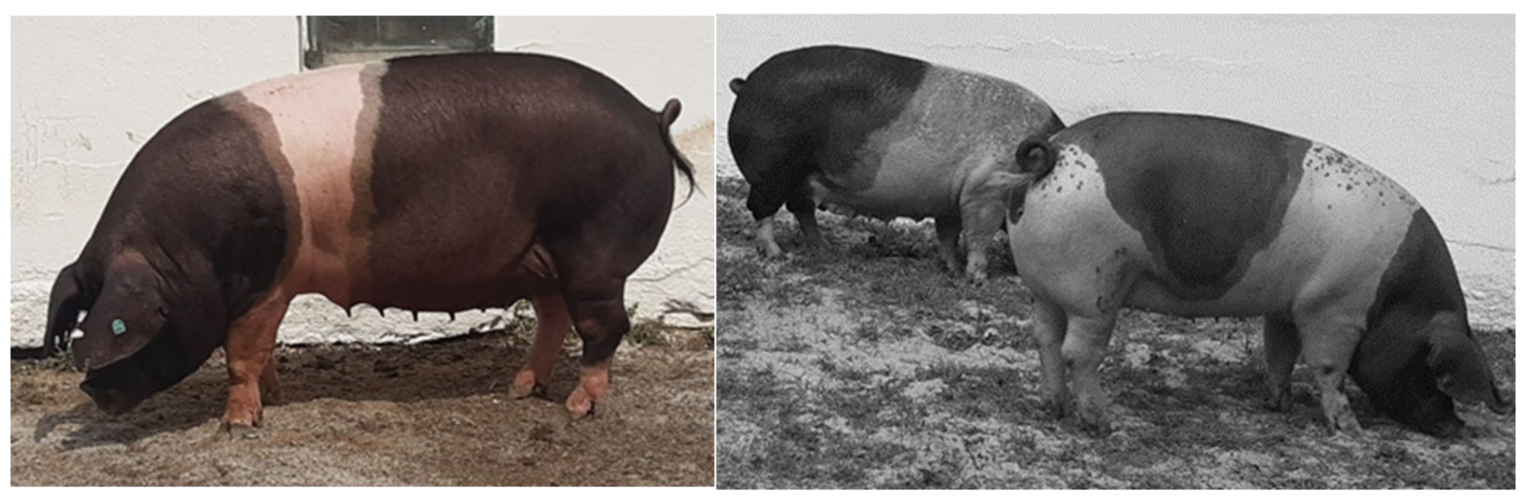 Genes | Free Full-Text | Assessment of the Genetic Diversity of a Local Pig  Breed Using Pedigree and SNP Data