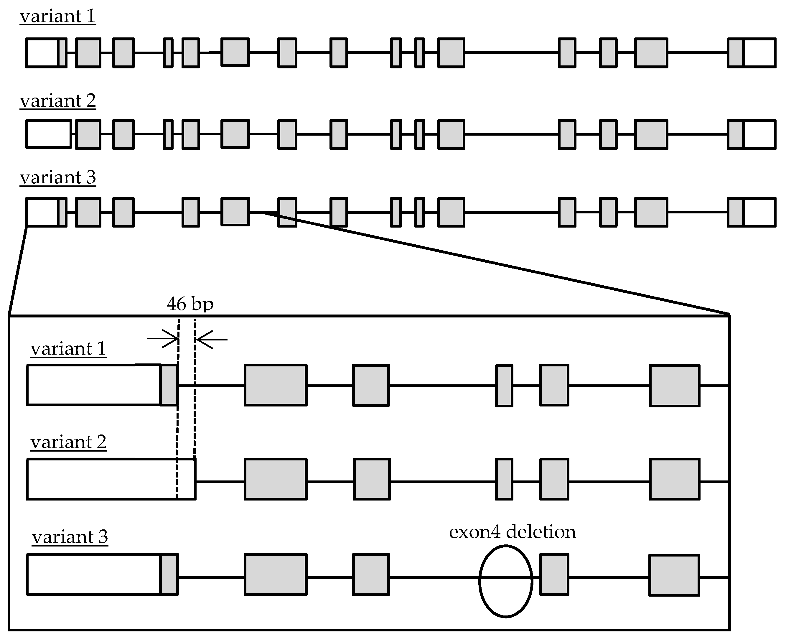 Genes 12 02026 g001