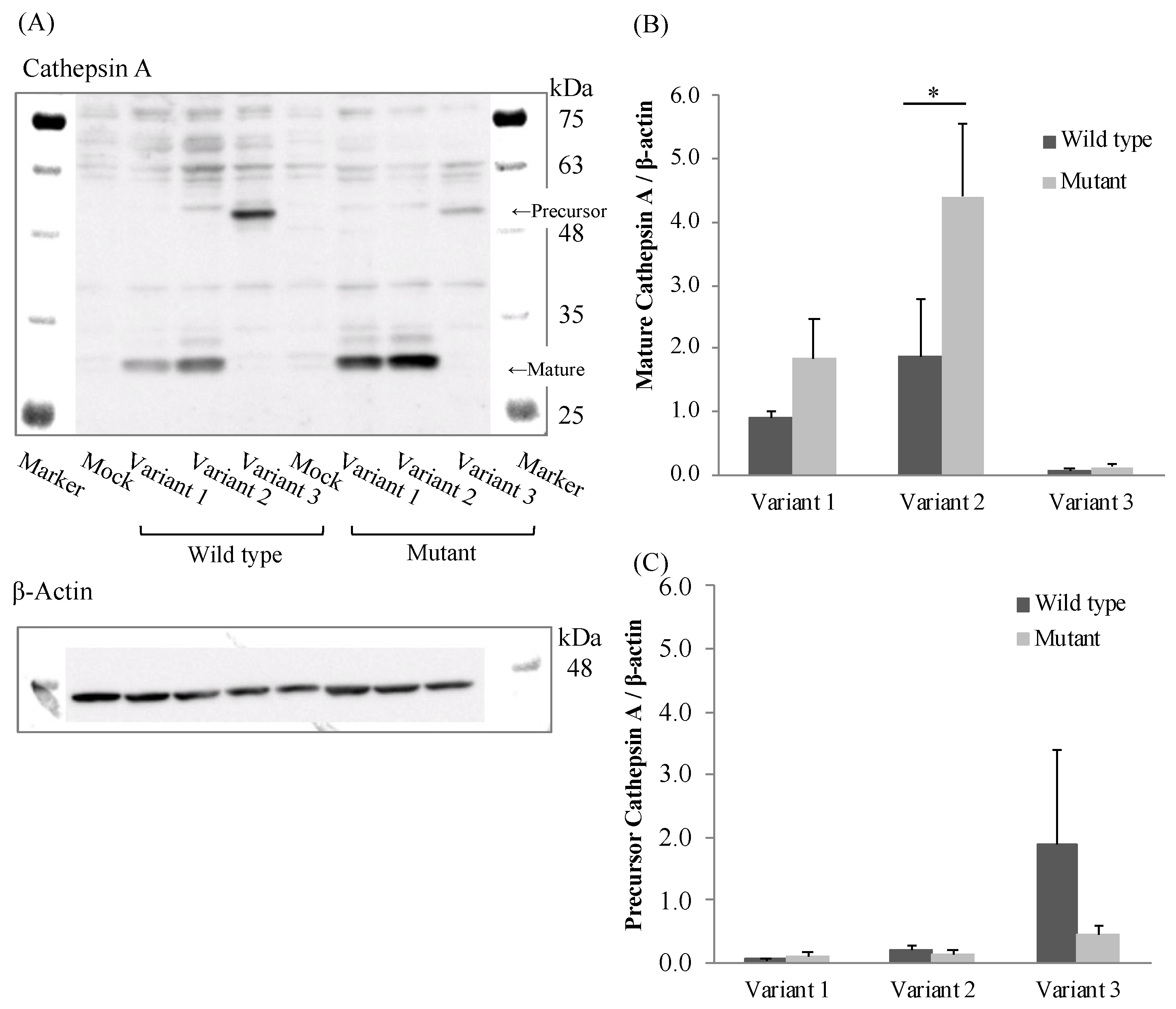 Genes 12 02026 g004