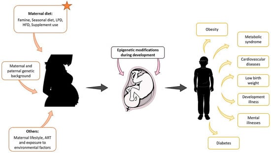 Genes Free Full Text Epigenetics in the Uterine Environment