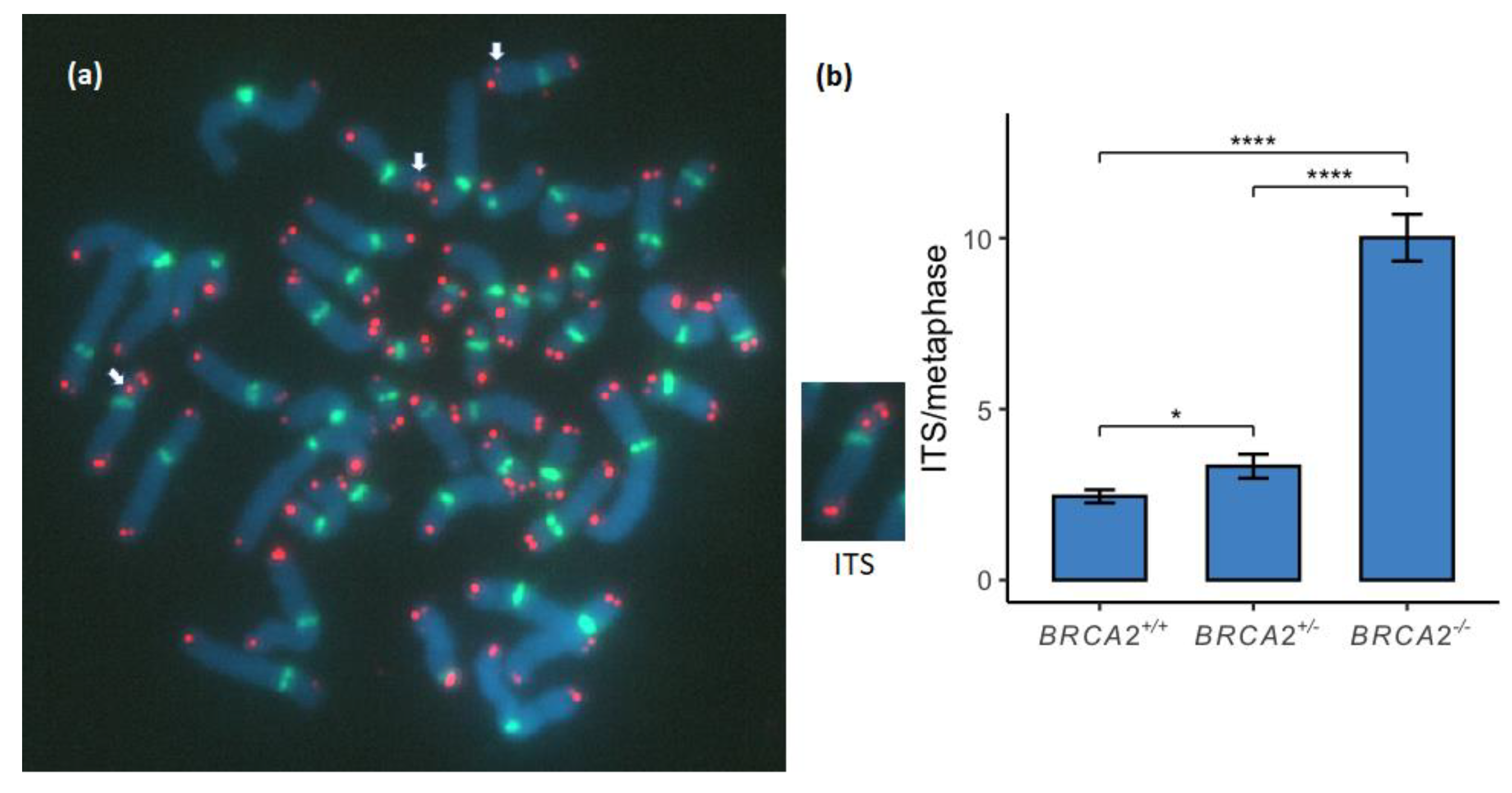 Genes 13 00083 g003
