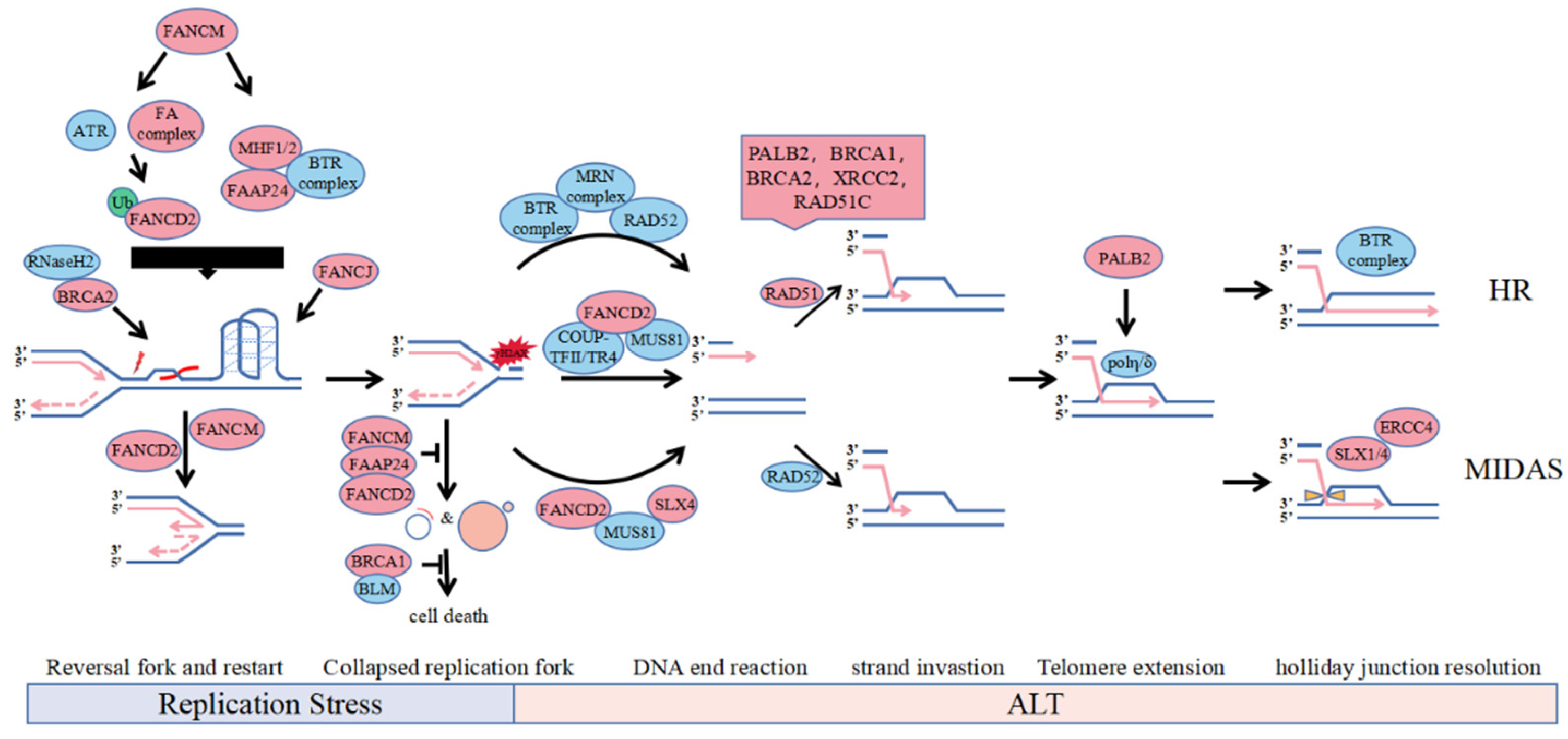 Genes 13 00180 g001