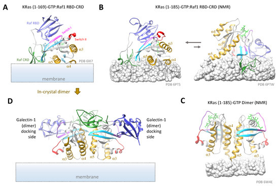 Uncovering a membrane-distal conformation of KRAS available to