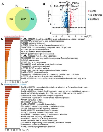 Genes | Free Full-Text | Proteogenomics Integrating Reveal a