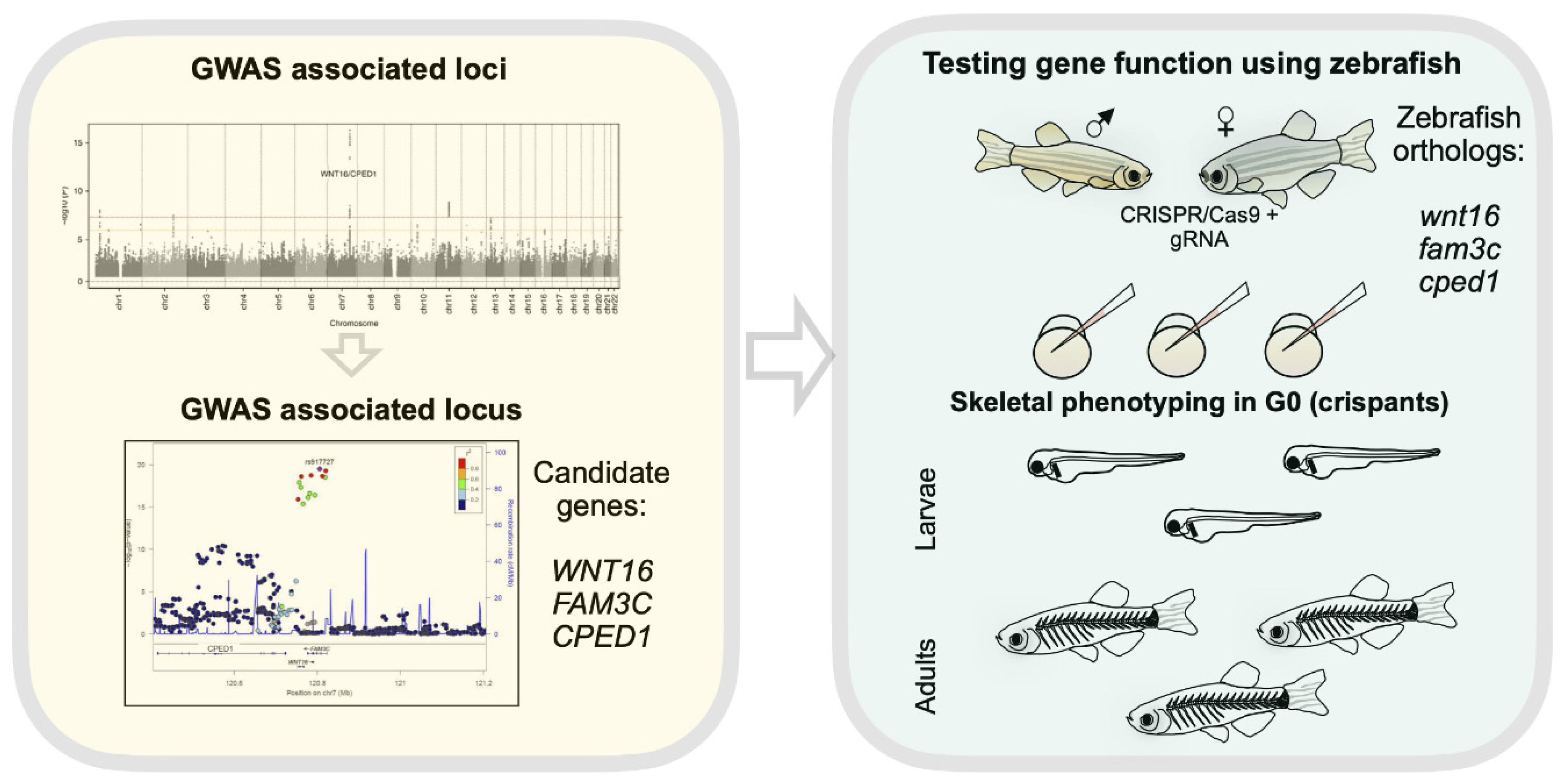 Genes Free Full Text Functional Validation Of Osteoporosis Genetic Findings Using Small Fish Models Html