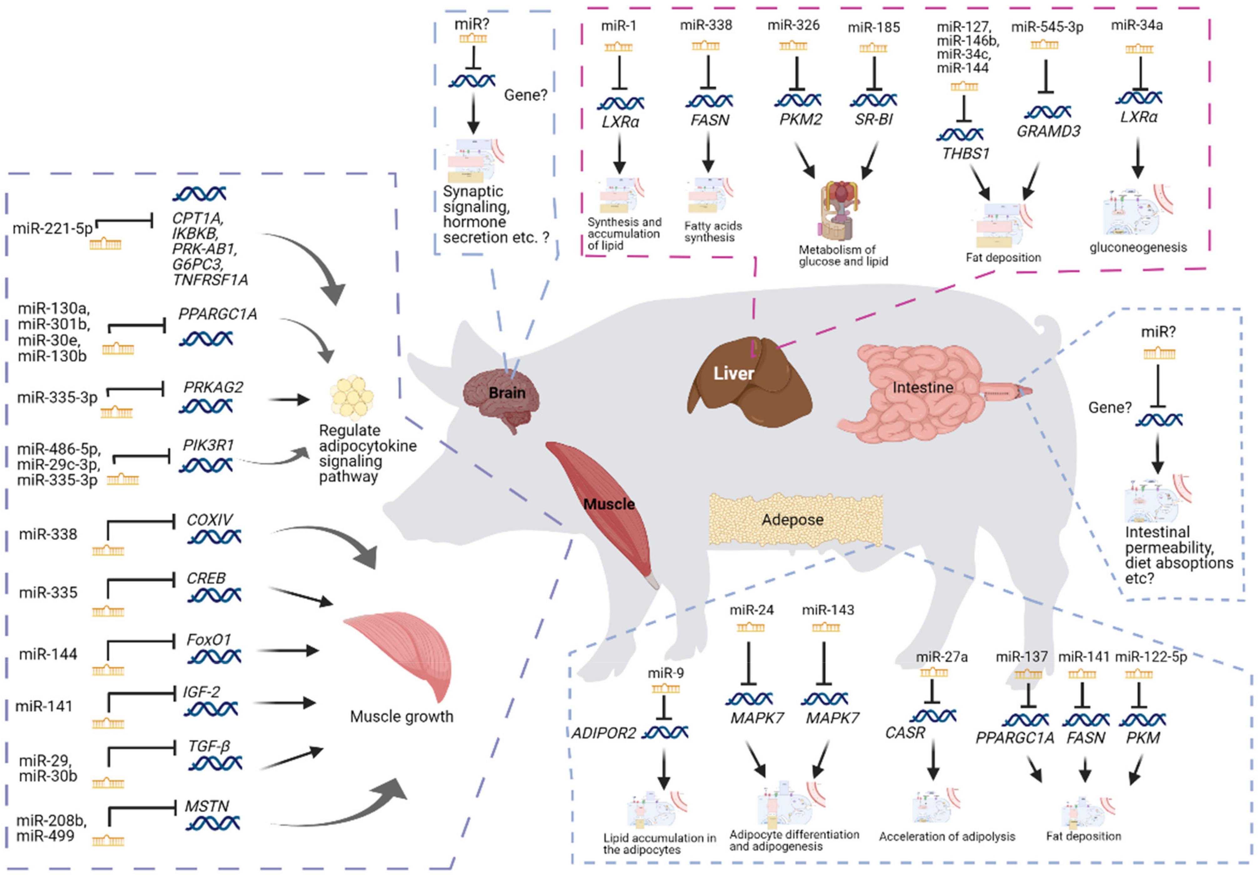 Genes, Free Full-Text