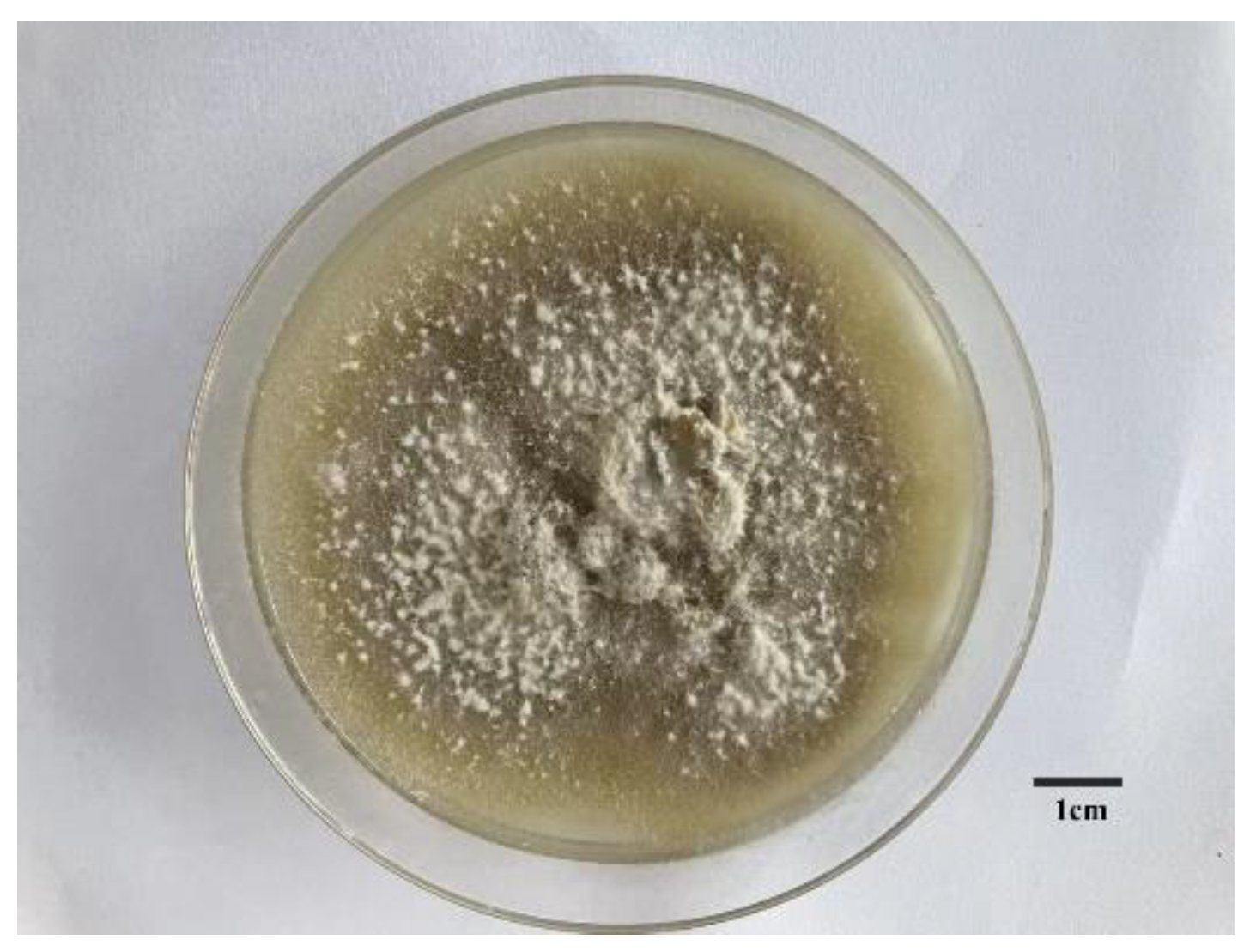 Genes 13 00338 g001 Genes 13 00338 g001