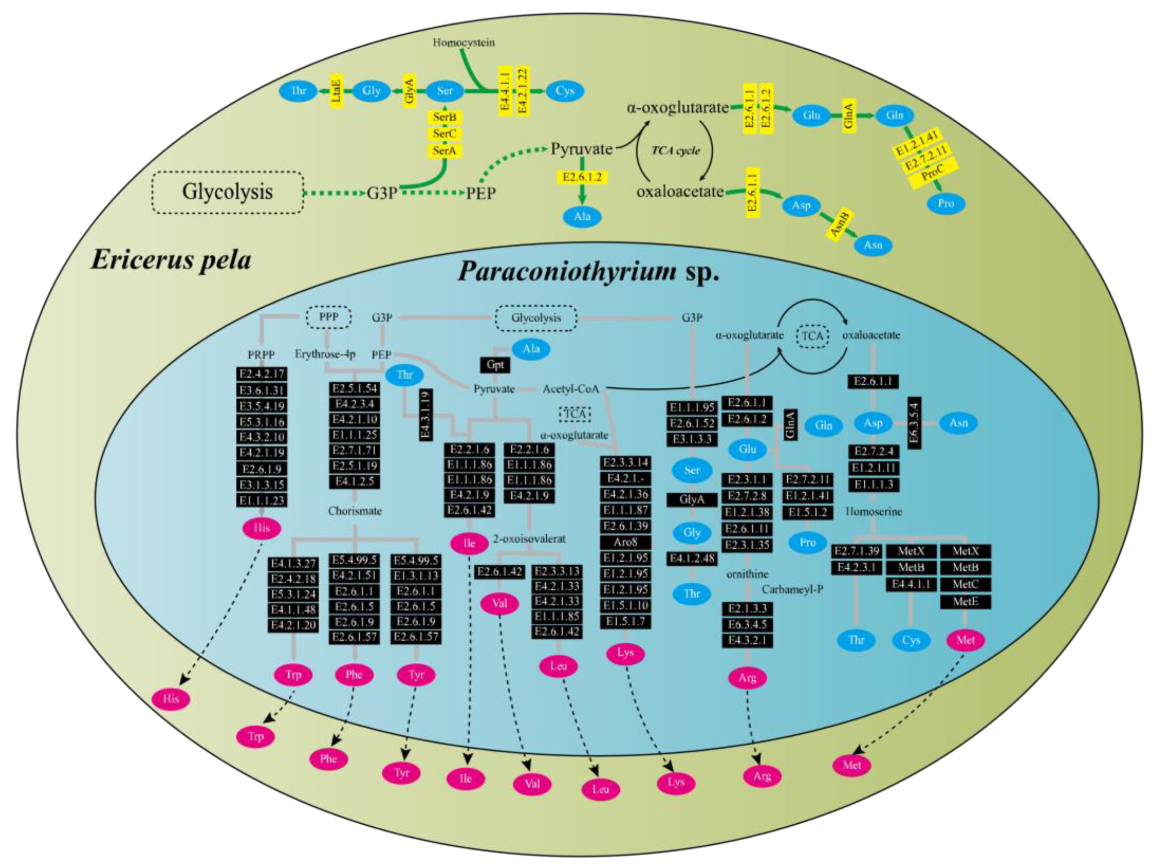 Genes 13 00338 g003 Genes 13 00338 g003