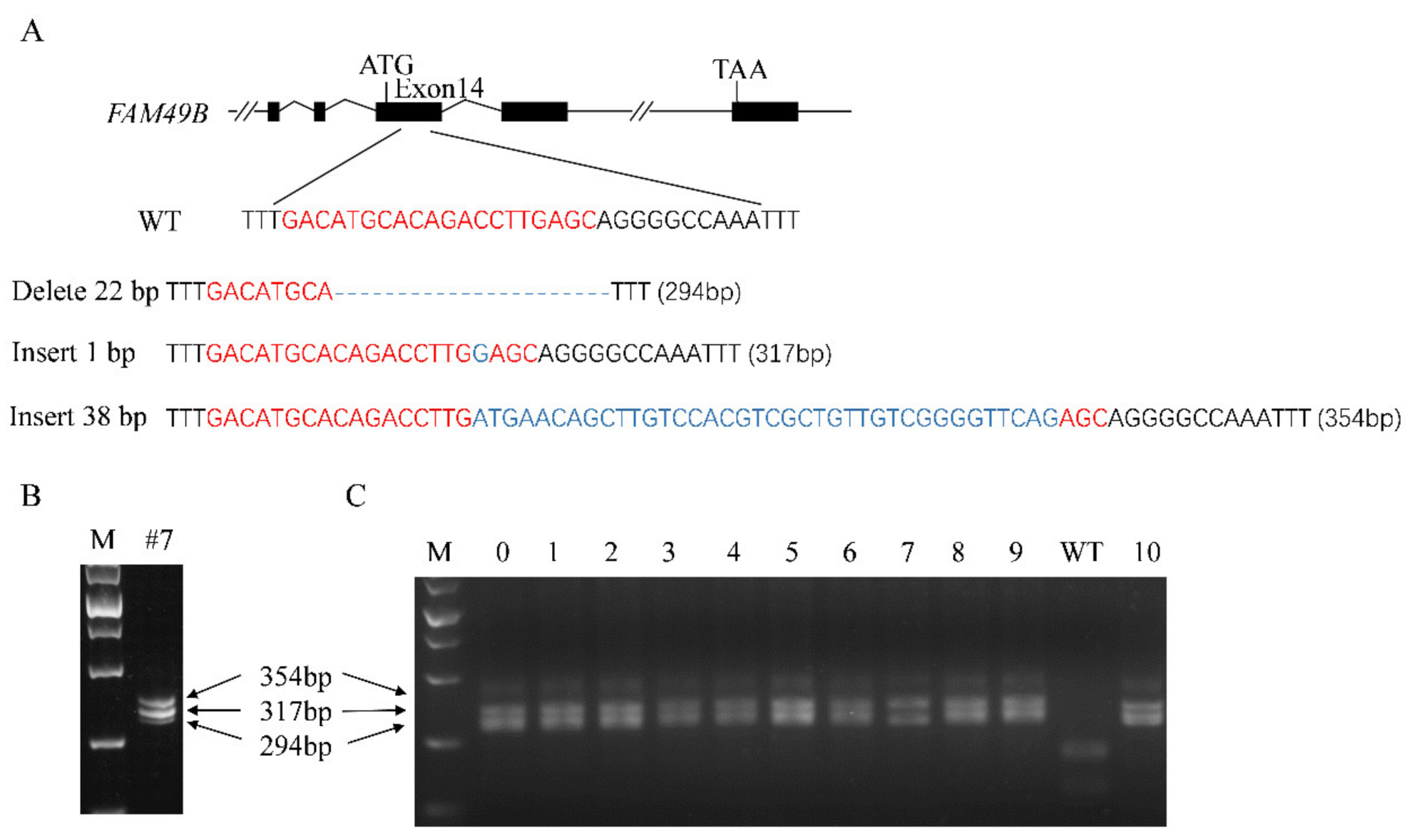 Genes 13 00388 g003