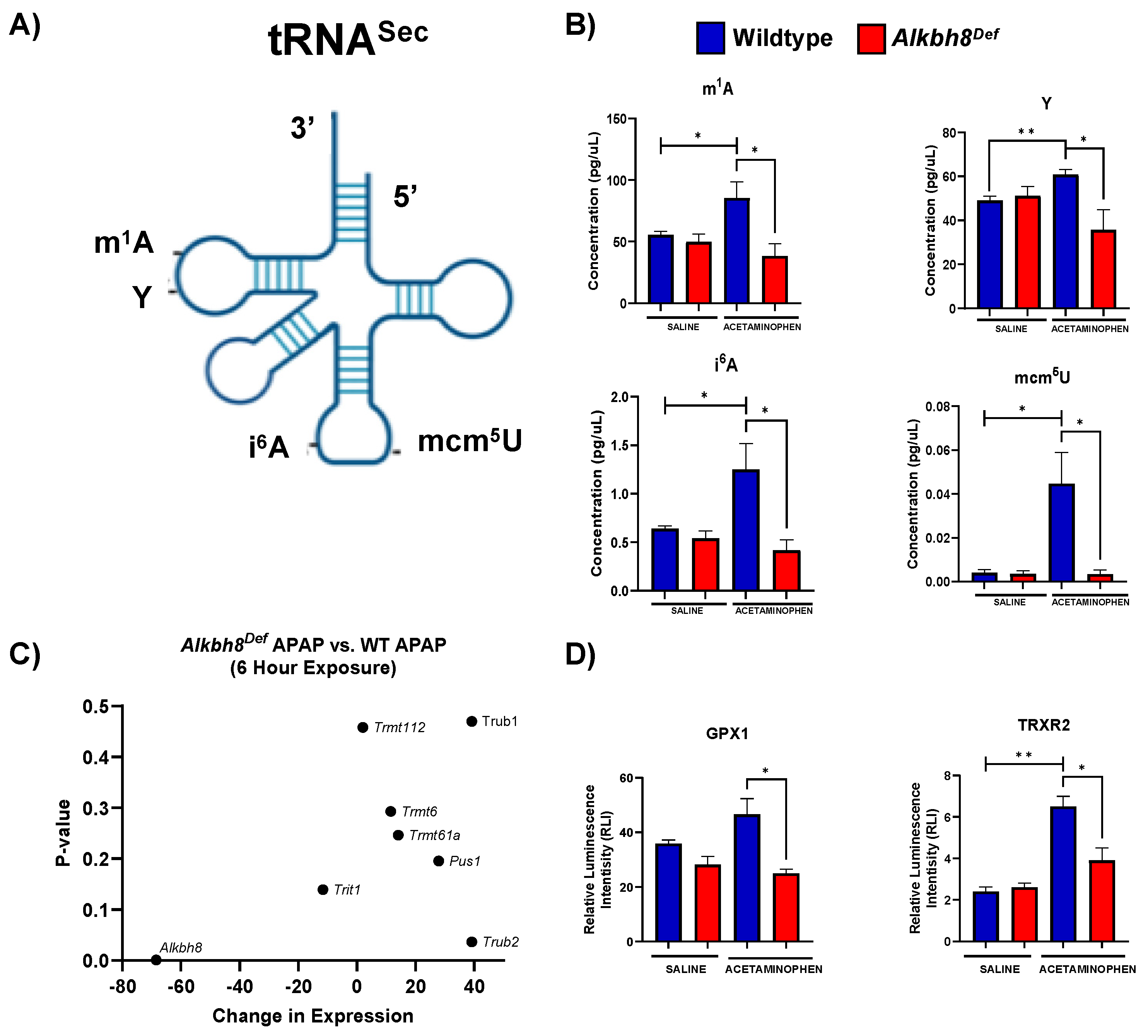 Genes Free Full Text Epitranscriptomic Reprogramming Is Required To Prevent Stress And Damage From Acetaminophen Html