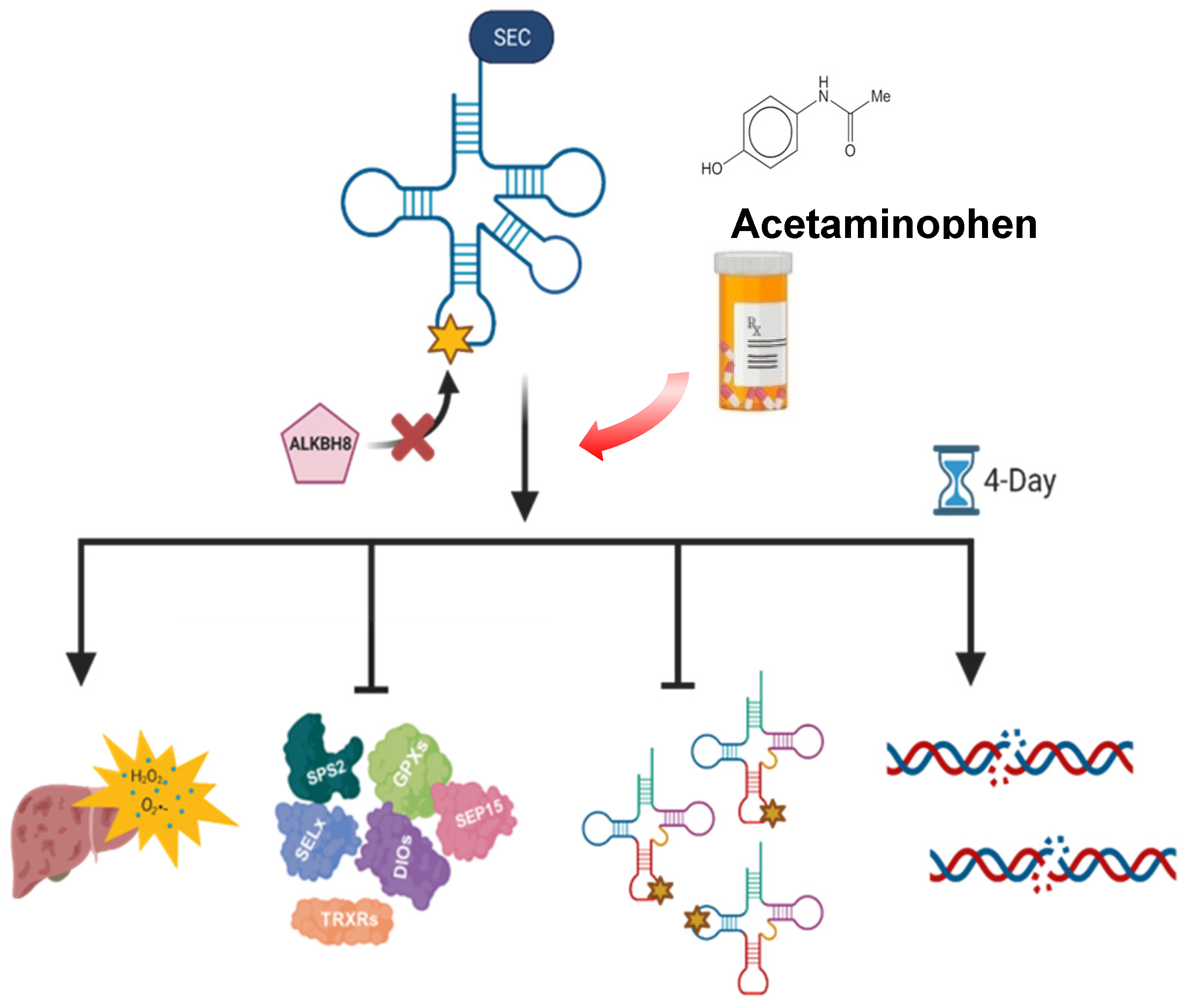 Genes Free Full Text Epitranscriptomic Reprogramming Is Required To Prevent Stress And Damage From Acetaminophen Html