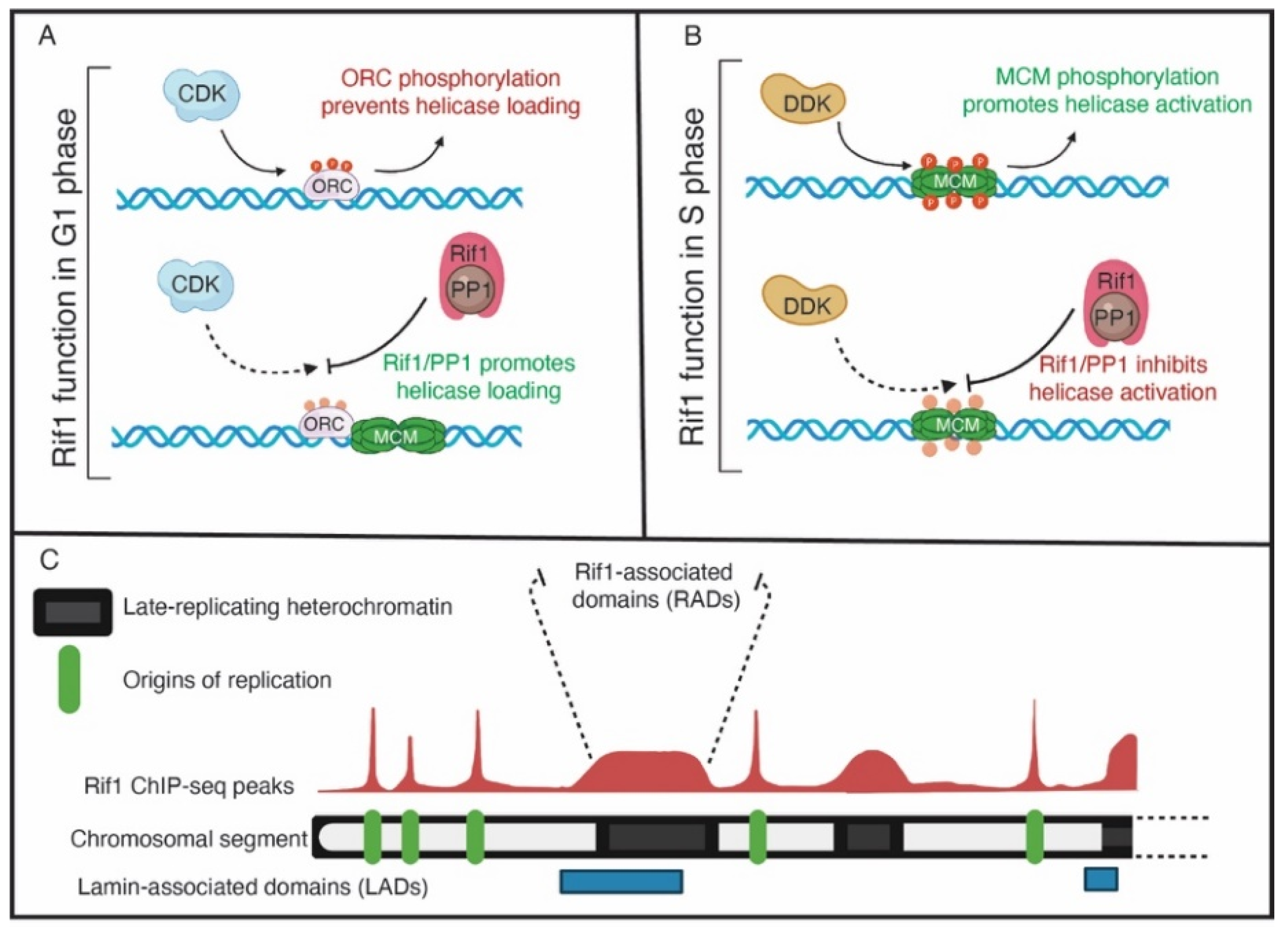 Genes 13 00550 g002 Genes 13 00550 g002