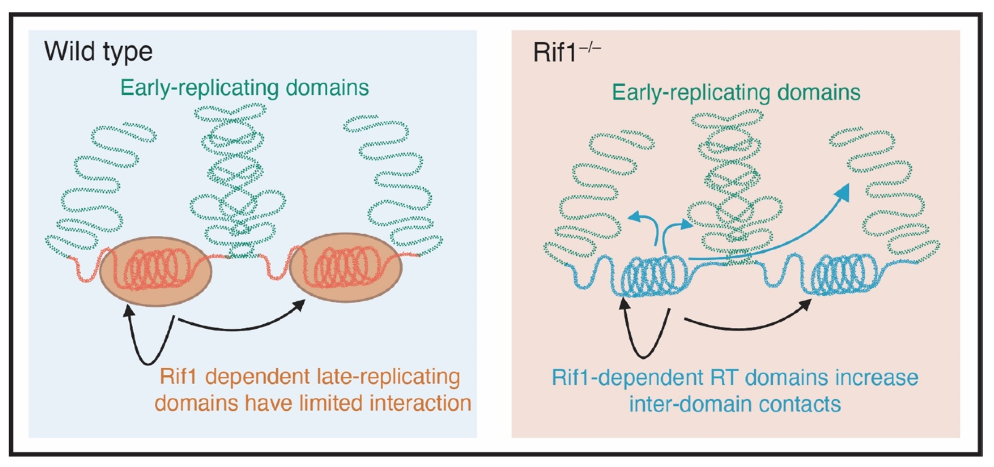Genes 13 00550 g003 Genes 13 00550 g003