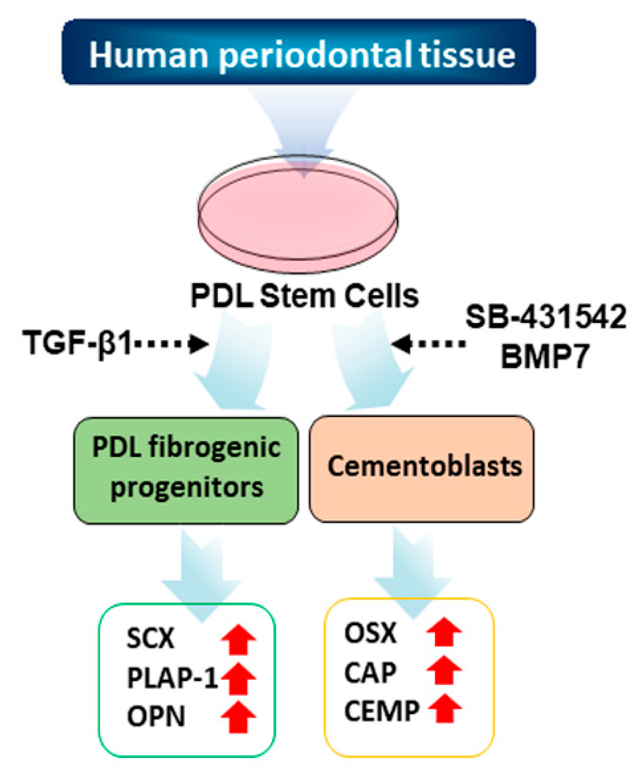 Genes 13 00659 g001 Genes 13 00659 g001