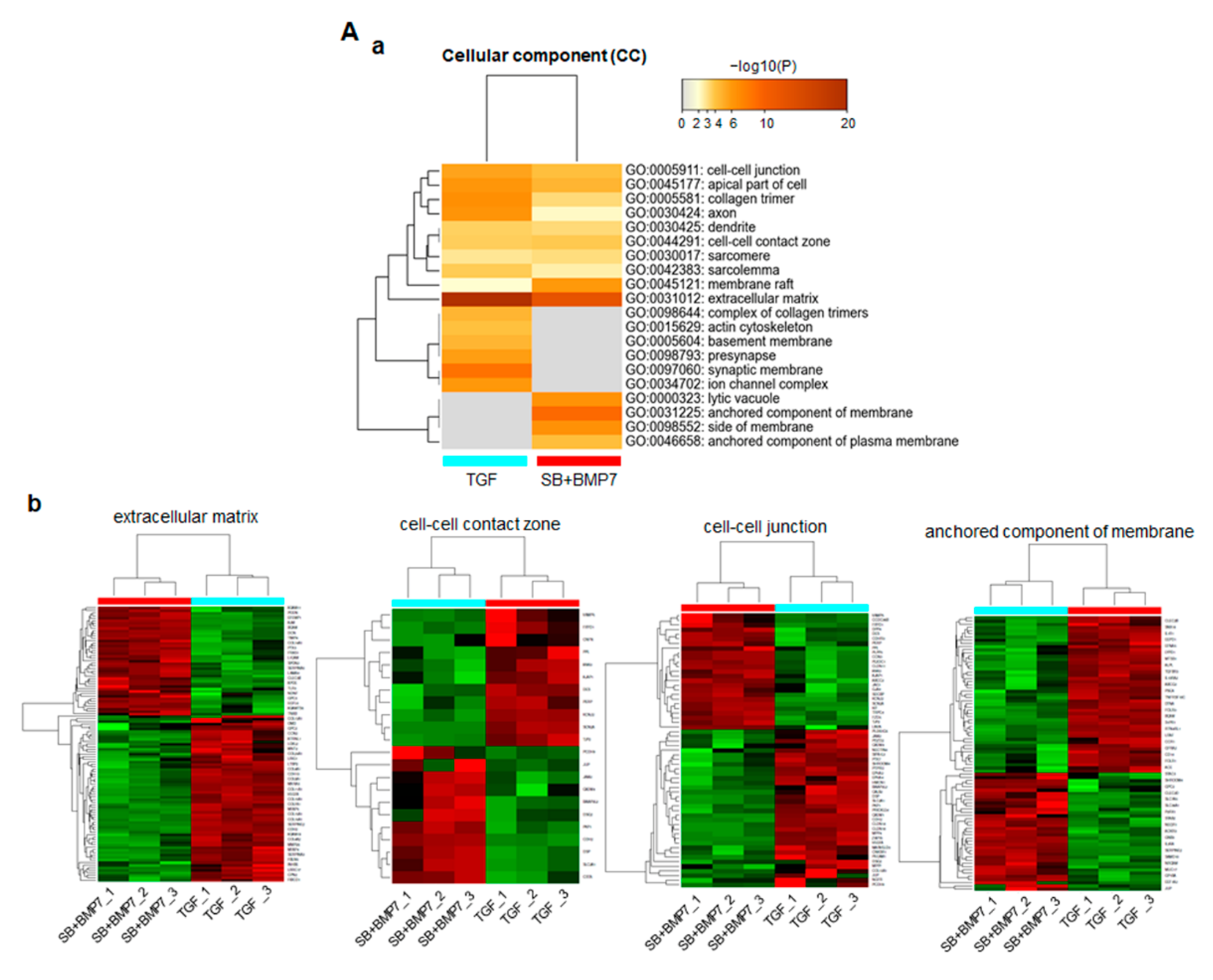 Genes 13 00659 g004a Genes 13 00659 g004a
