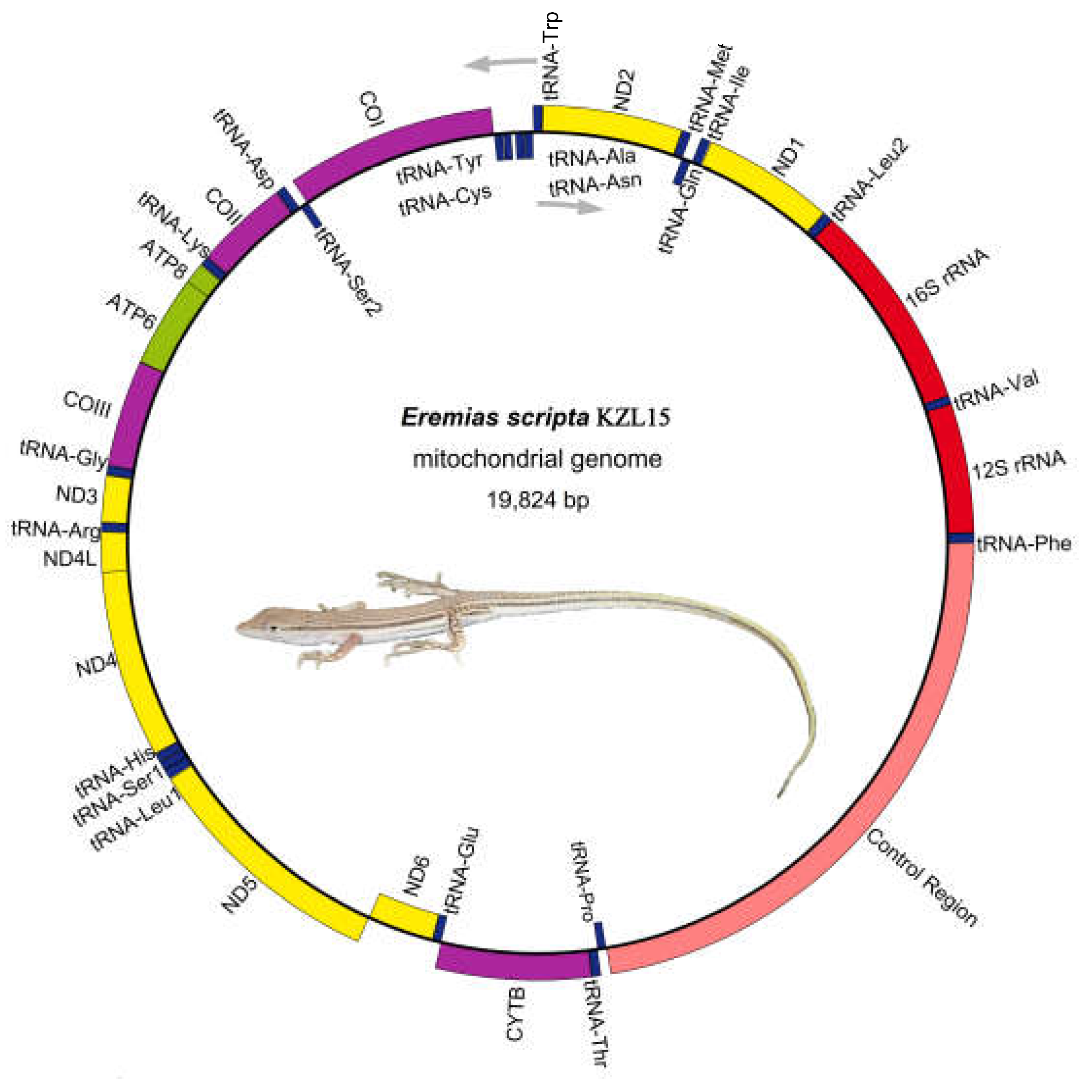 Genes | Free Full-Text | Complete Mitochondrial Genomes of Five Racerunners  (Lacertidae: Eremias) and Comparison with Other Lacertids: Insights into  the Structure and Evolution of the Control Region