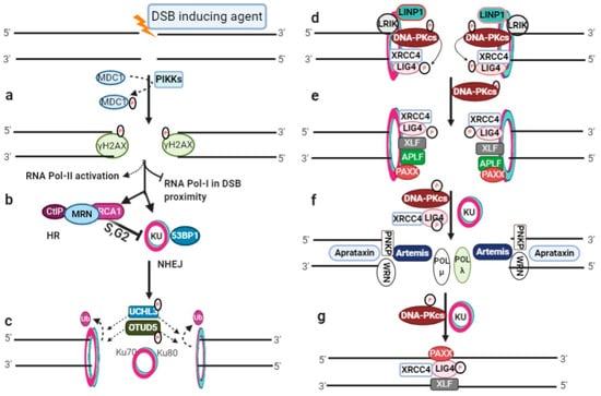 Genes | Free Full-Text | Double-Stranded Break Repair in Mammalian ...