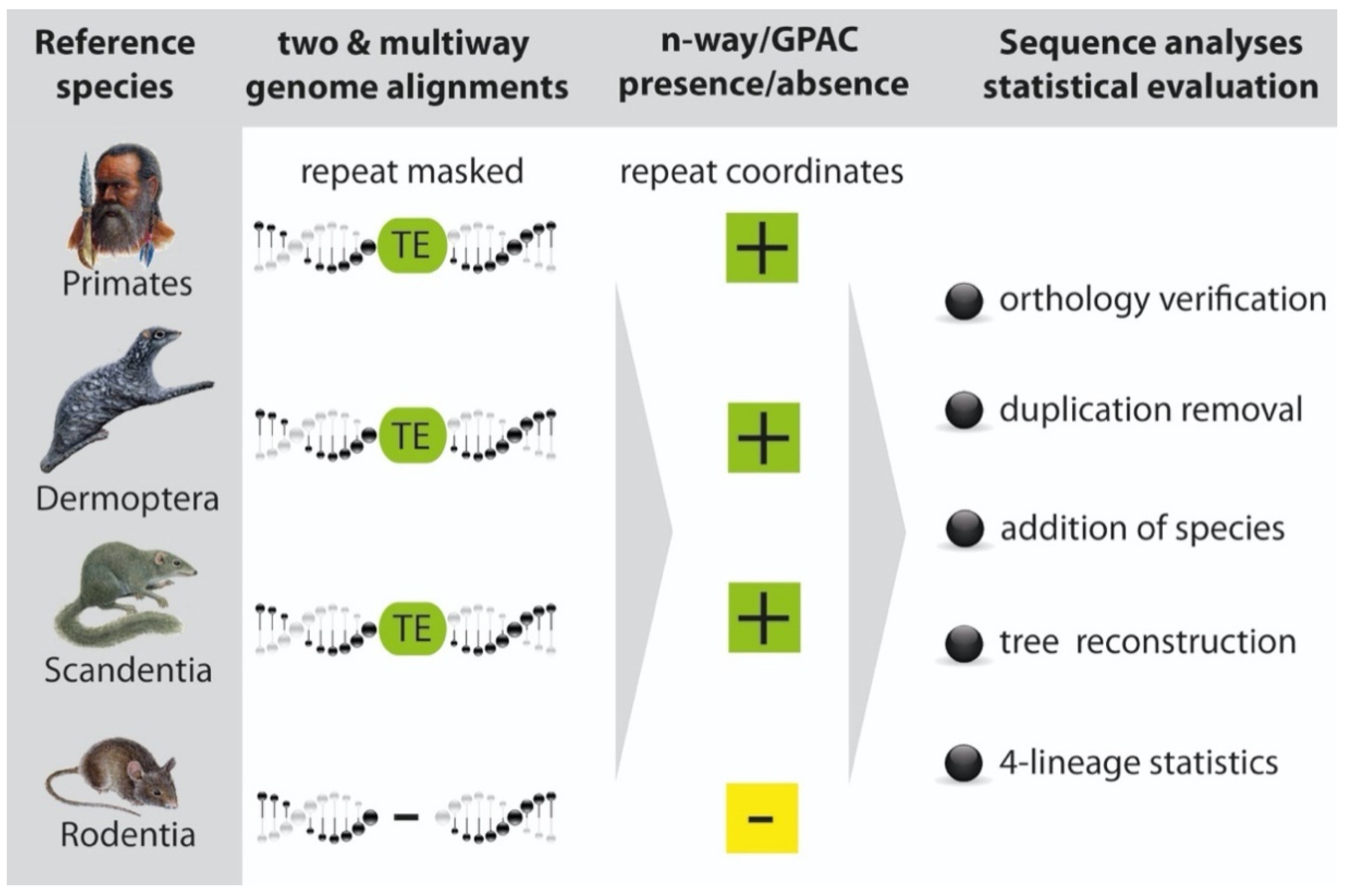 Genes Free Full Text Euarchontoglires Challenged by Incomplete