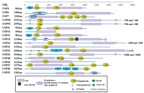 Genes | Free Full-Text | USP10 as a Potential Therapeutic Target in ...